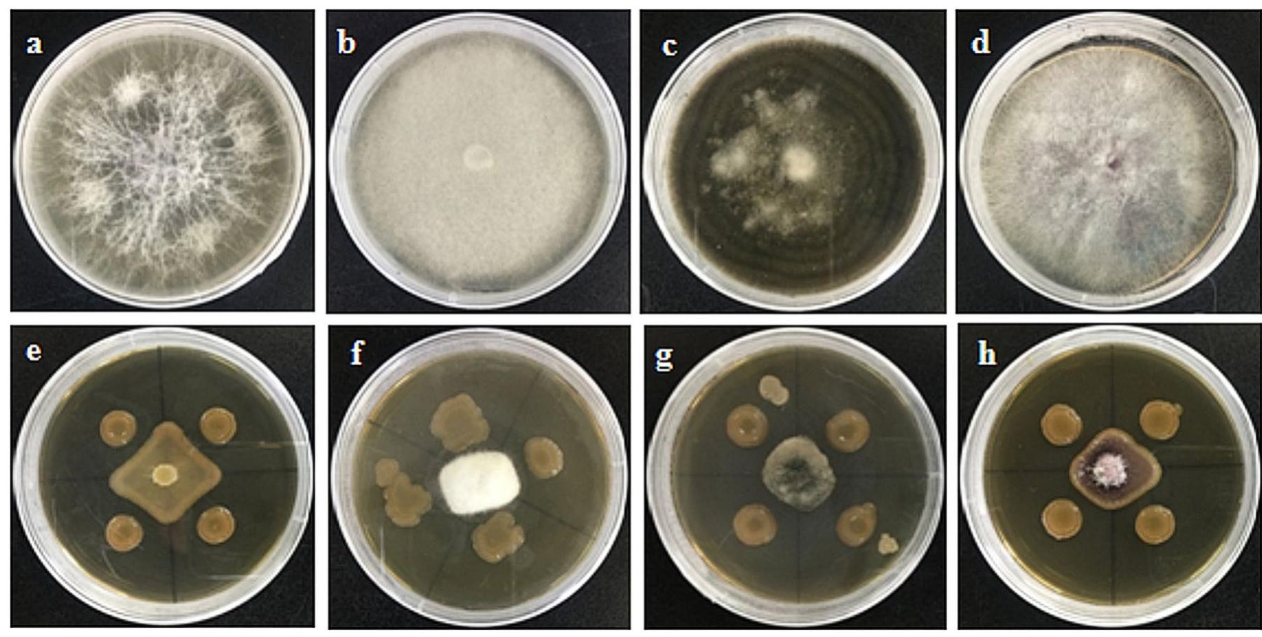Fusarium oxysporum (e), botryosphaeria dothidea (f),