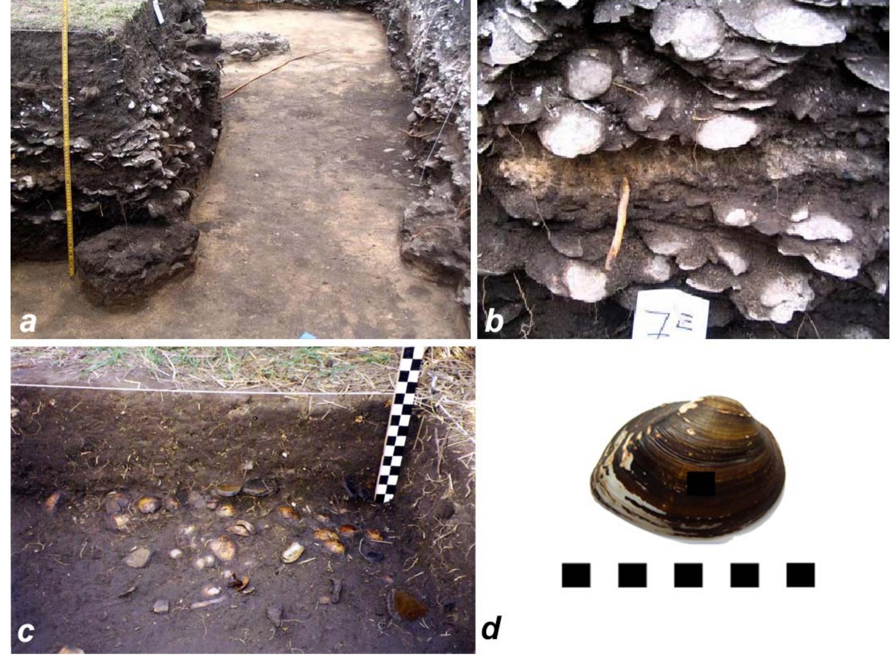 (PDF) Shell artefacts and microwear patterns: experimental and ...
