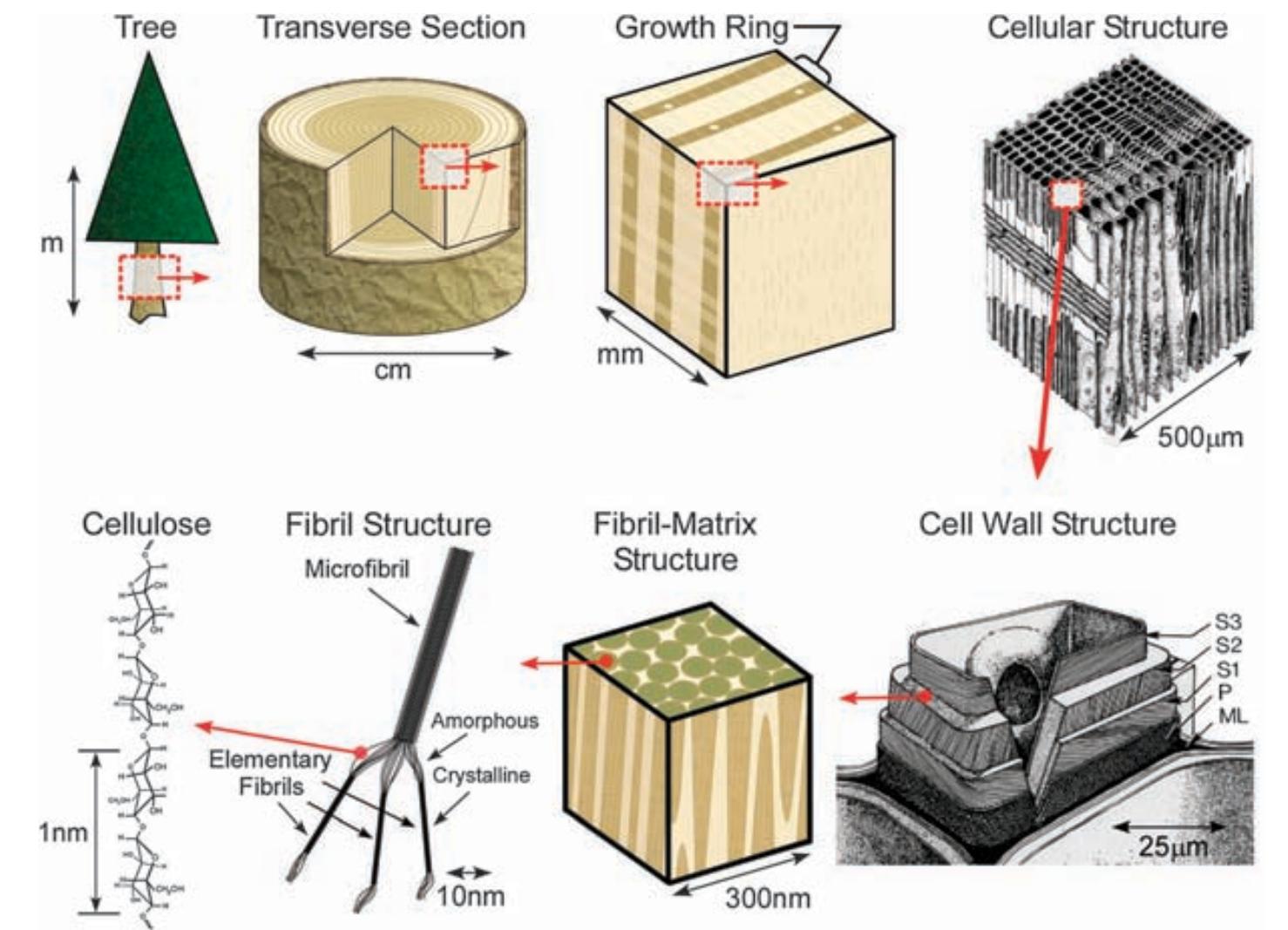 Figure 1 - from Cellulose nanomaterials review: structure,