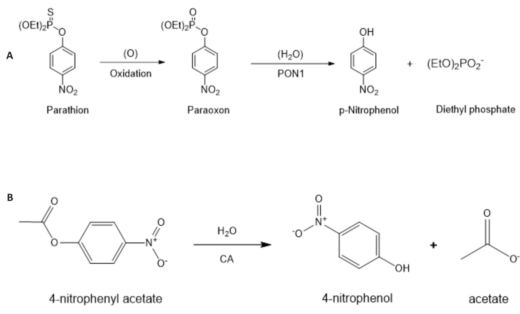 (PDF) The in Vitro Impacts of Some Plant Extracts on Carbonic Anhydrase ...