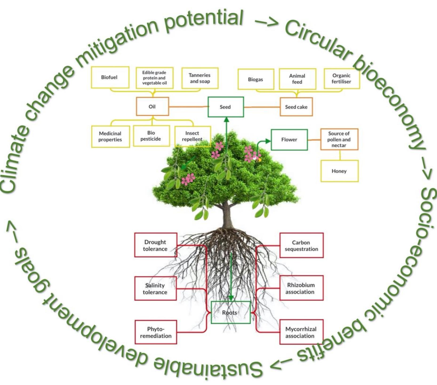 Pongamia Pinnata Tree Roots Figure 1 - from Pongamia pinnata: an edaphically tolerant