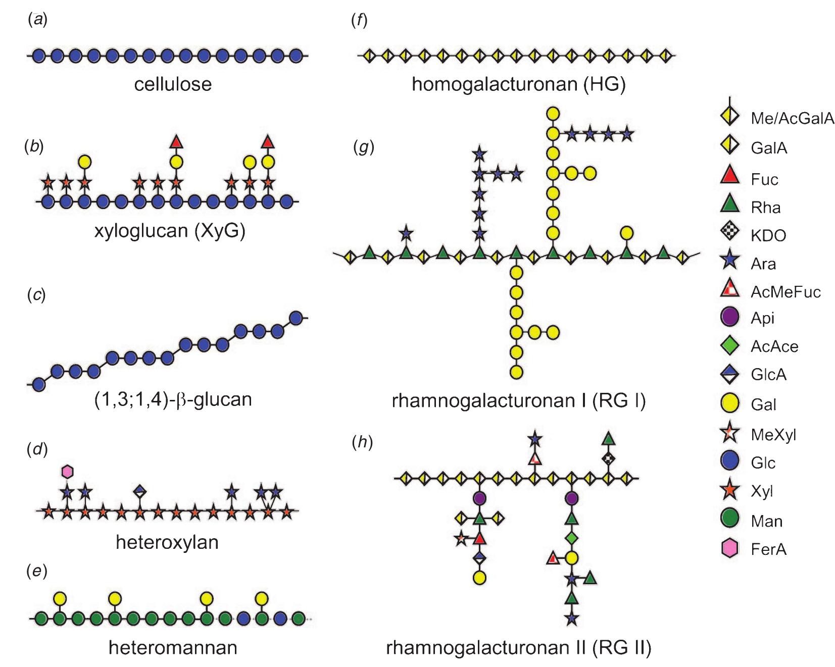 (PDF) Plant cell walls: the skeleton of the plant world