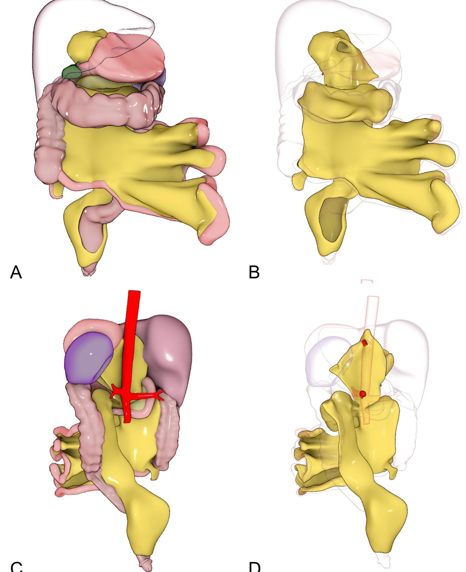 (PDF) Anatomy of the mesentery: Current understanding and mechanisms of ...