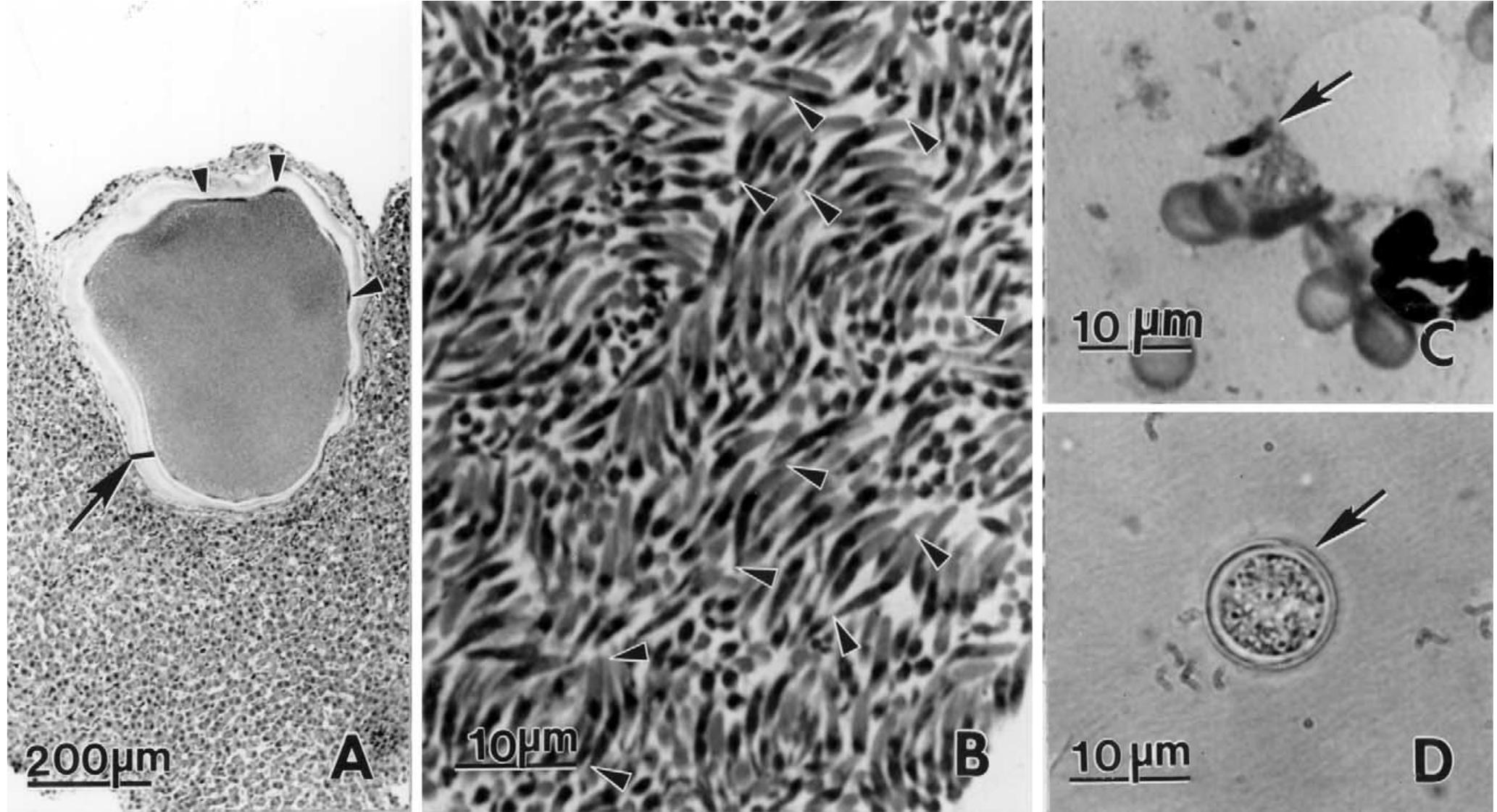 Stages of besnoitia darlingi. (a) section of a tissue cyst