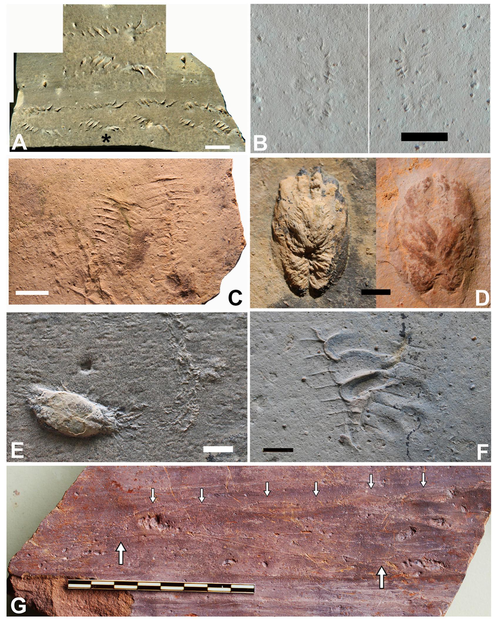 Undichna Fish (PDF) Revisiting the supposed oldest bilaterian trace fossils from ...