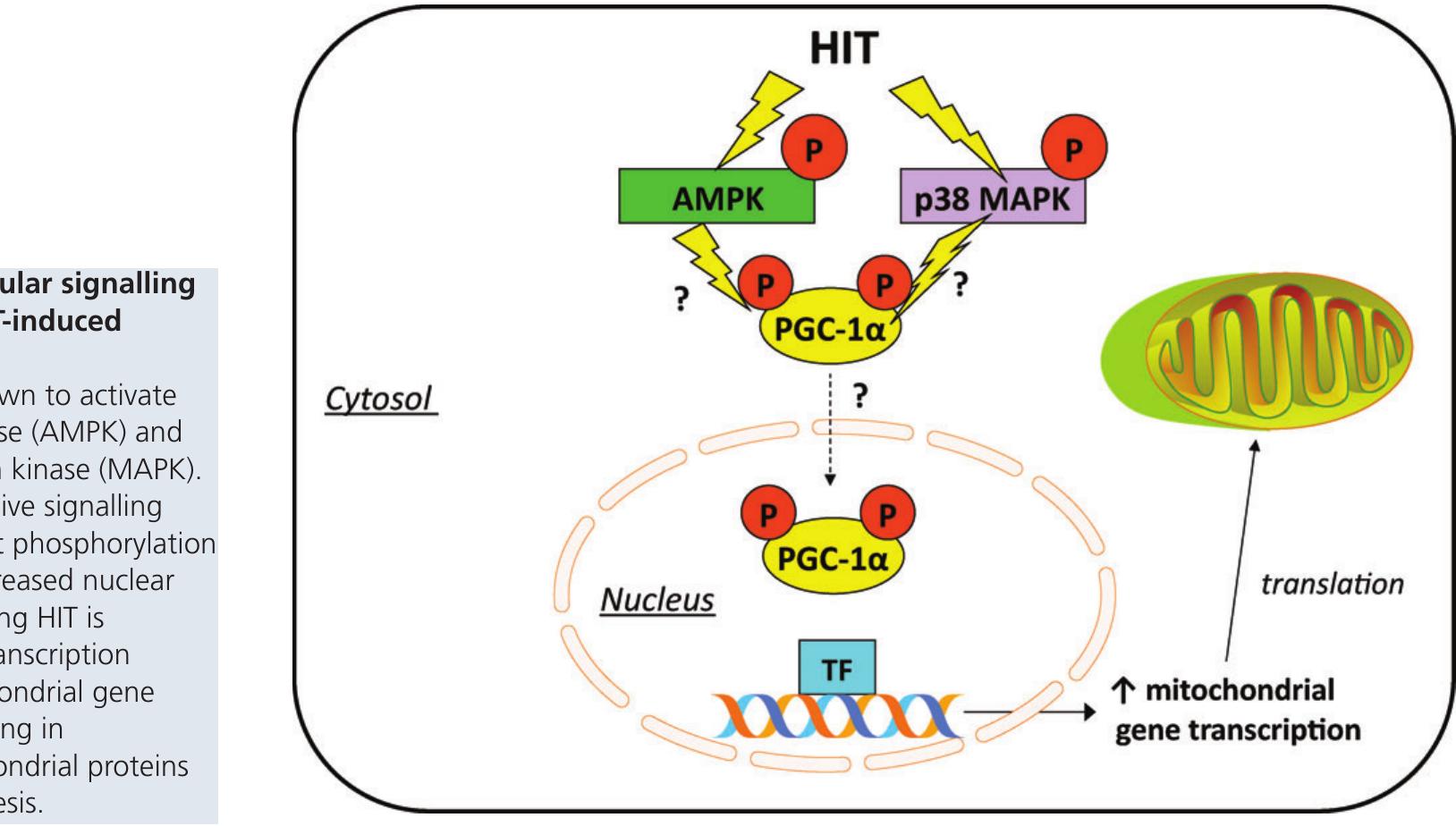 Hit Protocol (PDF) Physiological adaptations to low-volume, high-intensity interval ...