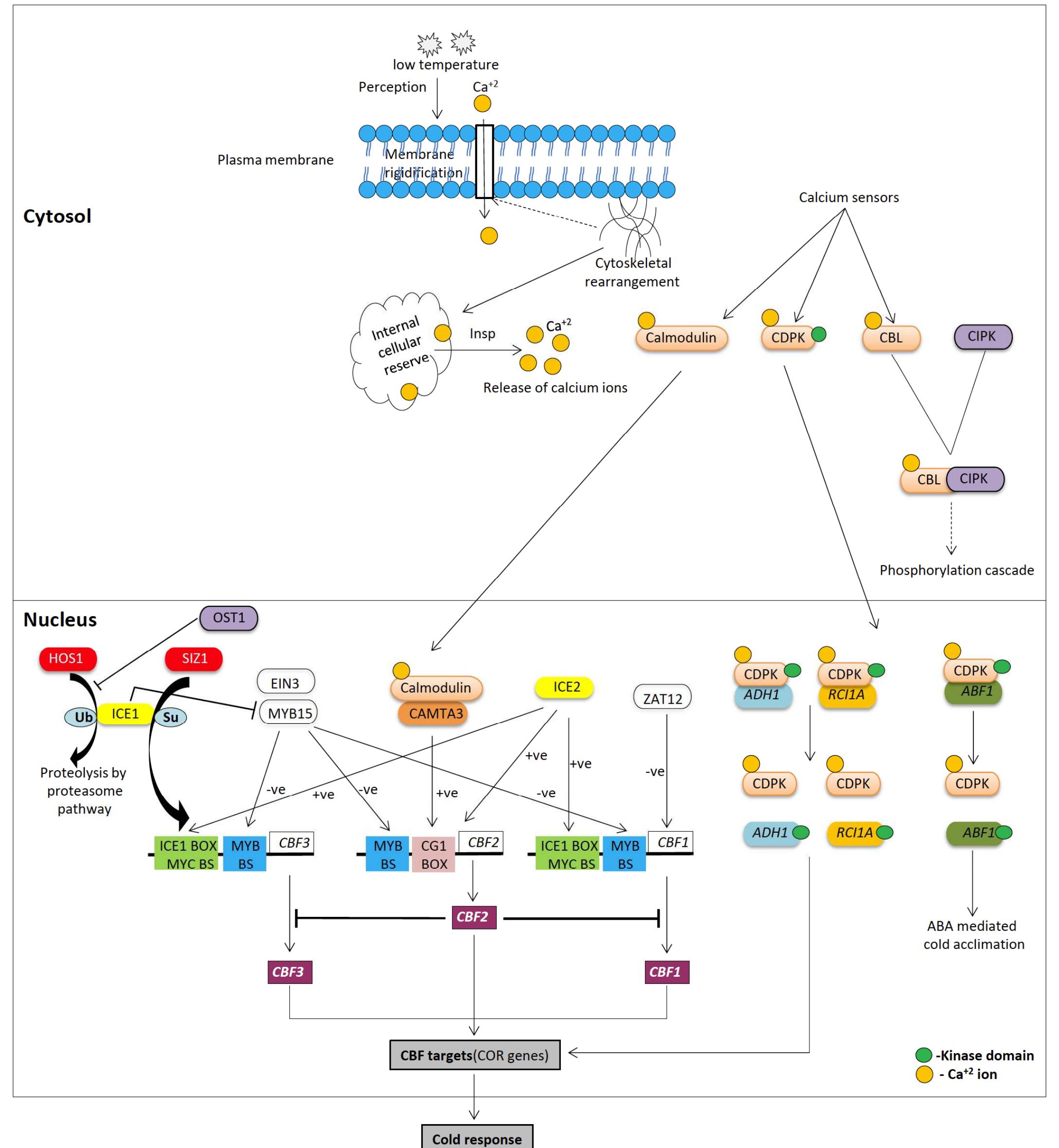 (1). schematic representation of signaling network in