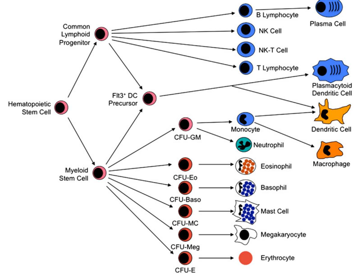 (PDF) Overview of the immune response