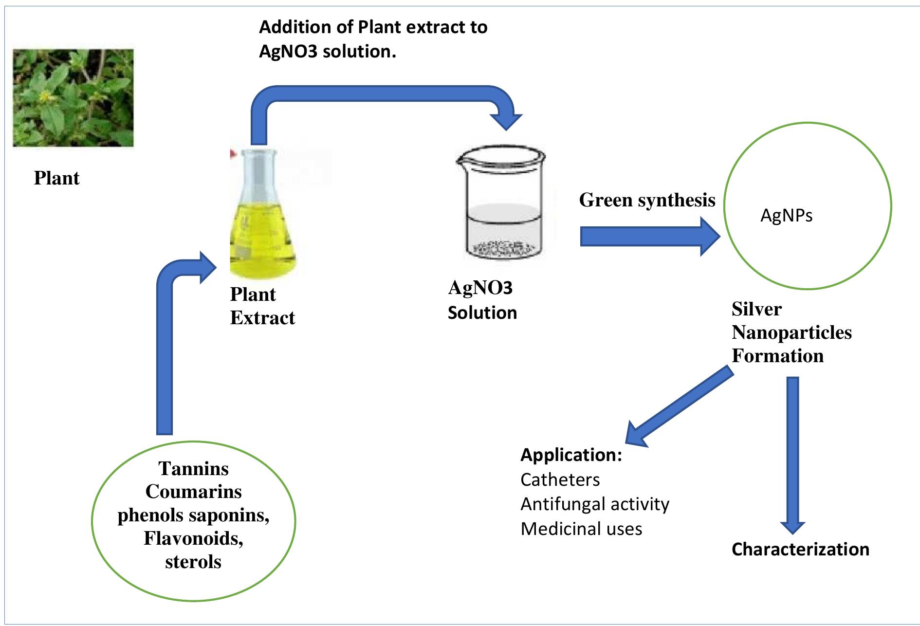 (PDF) Green synthesis of silver nanoparticles from various plant ...