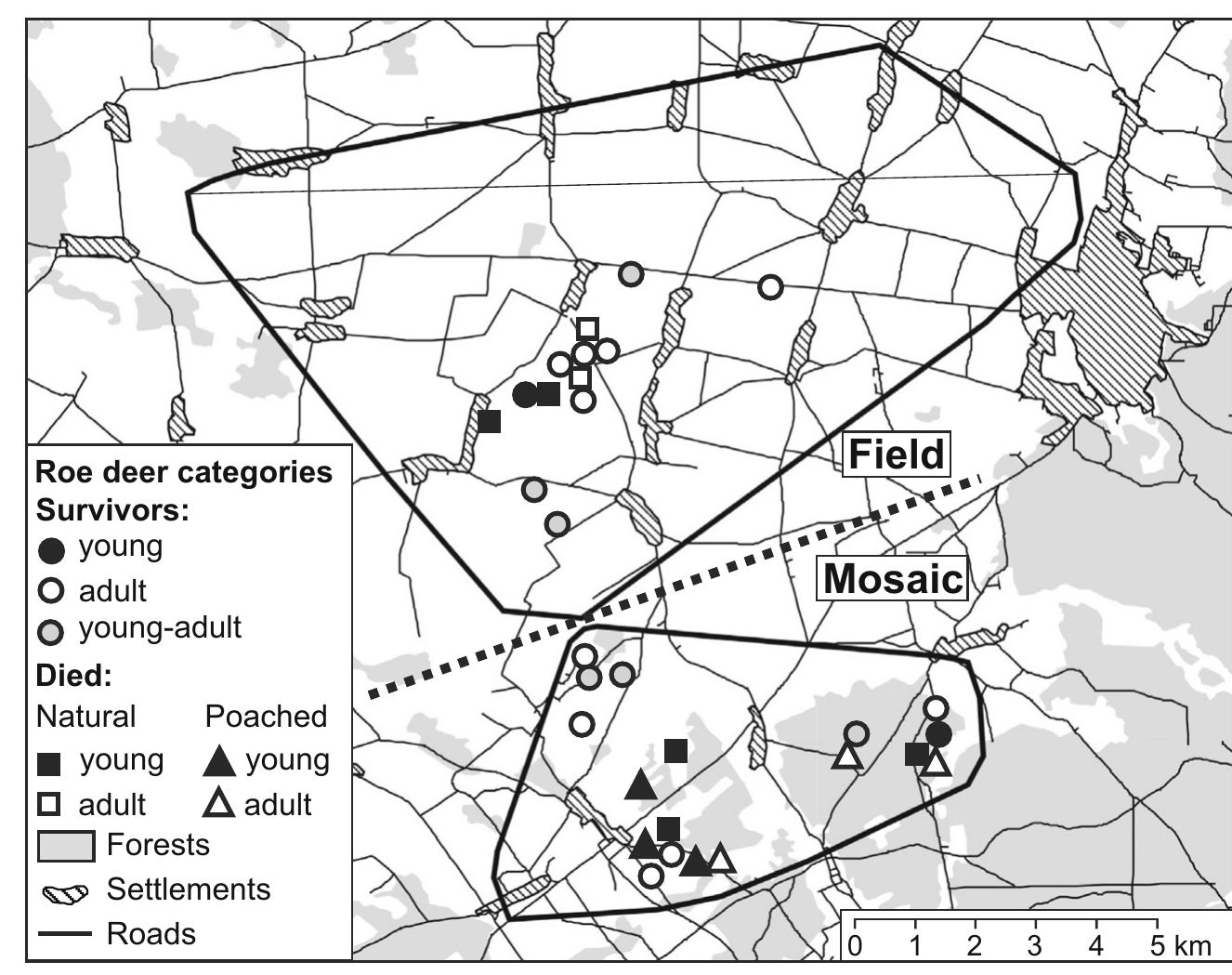 (PDF) Survival rates and causes of mortality of roe deer Capreolus ...
