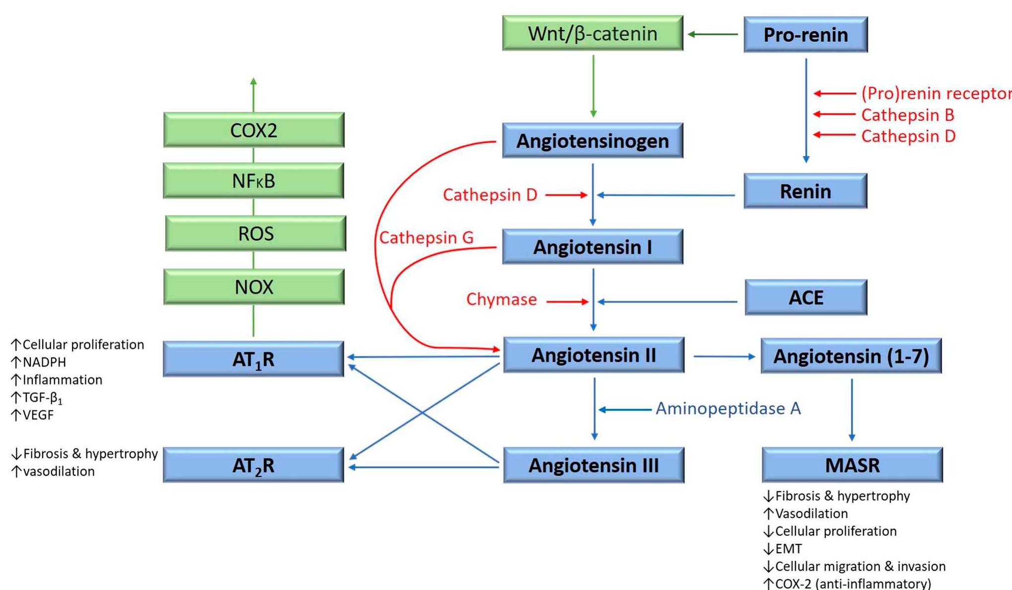 (PDF) The Role of the Renin–Angiotensin System in the Cancer Stem Cell ...