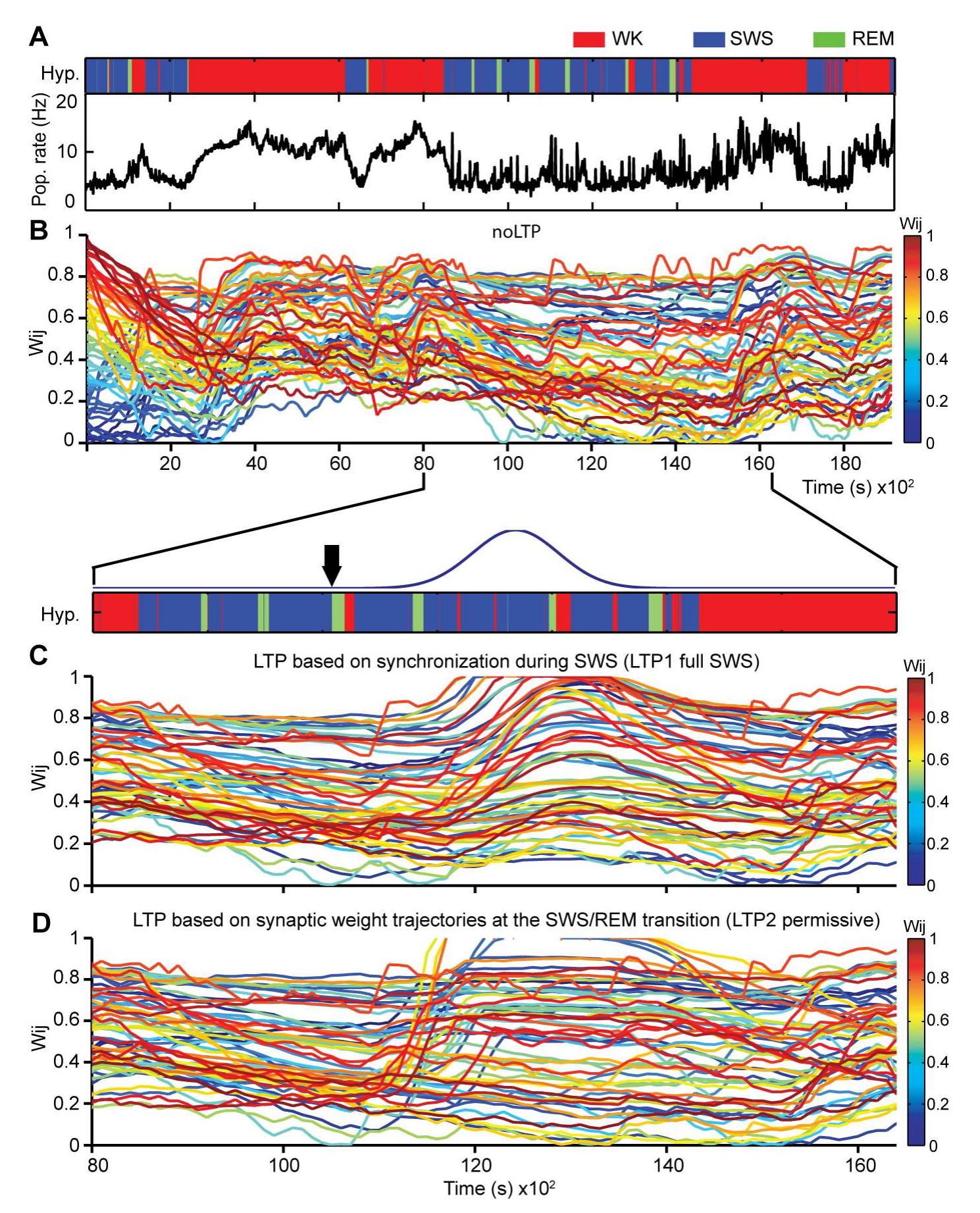 (PDF) Synaptic Homeostasis and Restructuring across the Sleep-Wake Cycle