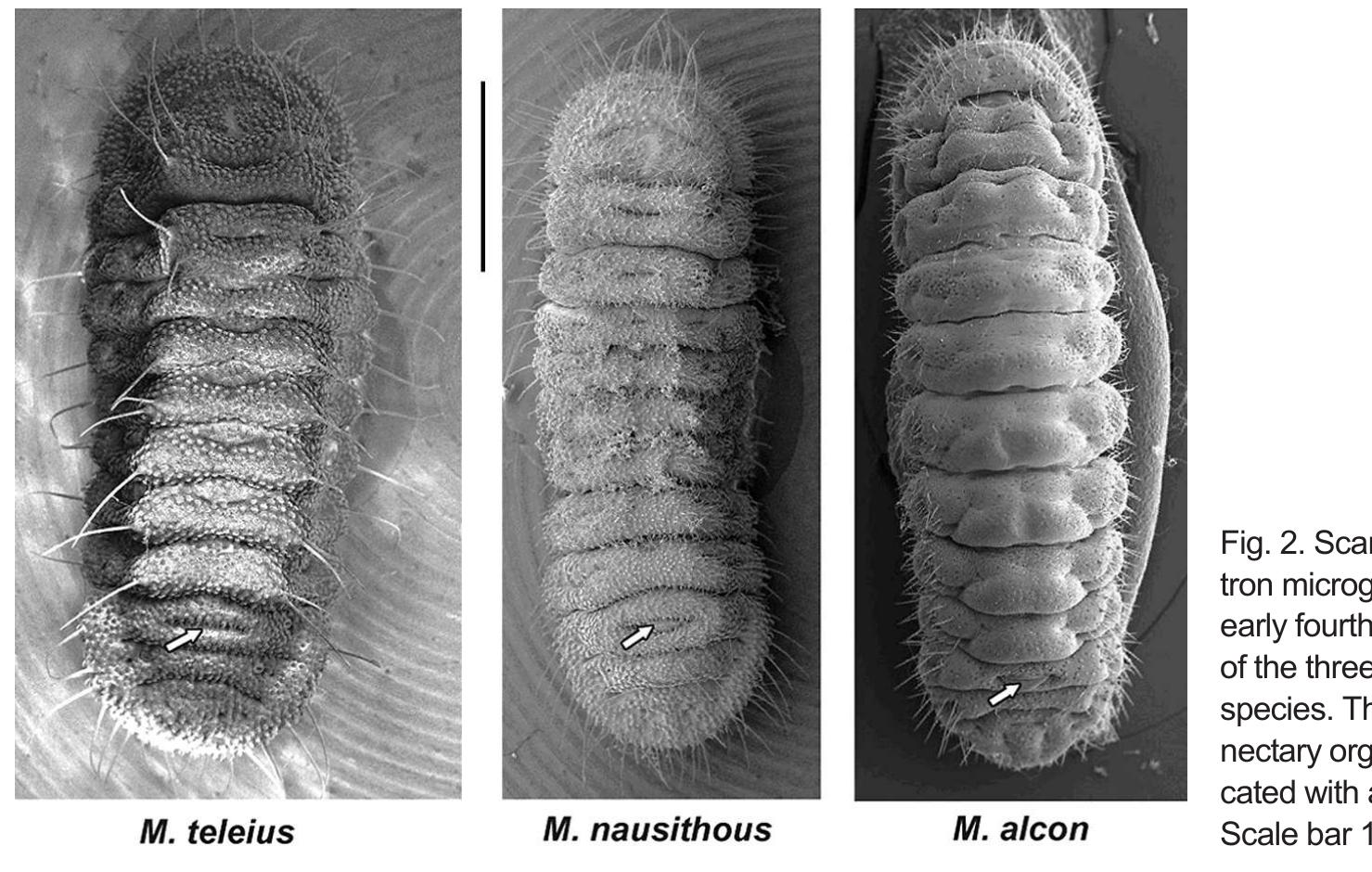 Mor Til Lab Figure 2 - from Morphology of caterpillars and pupae of