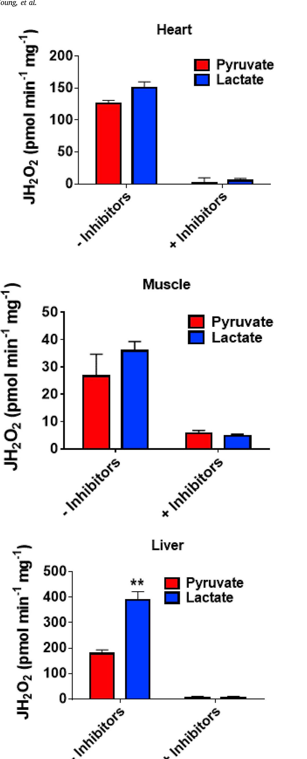 (PDF) Lactate dehydrogenase supports lactate oxidation in mitochondria ...