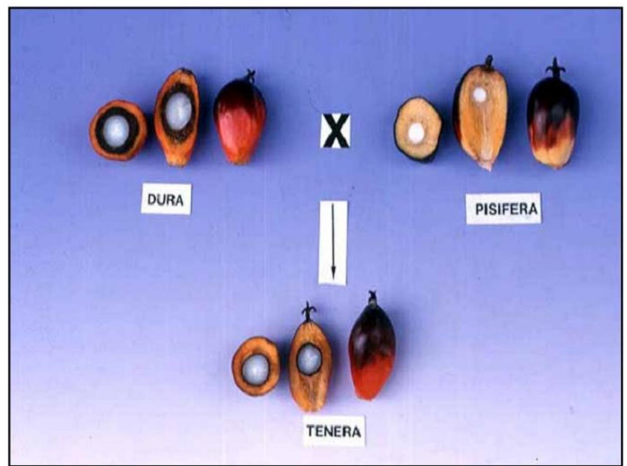 Figure 1 - from Improving Nutritional Values of Palm Kernel