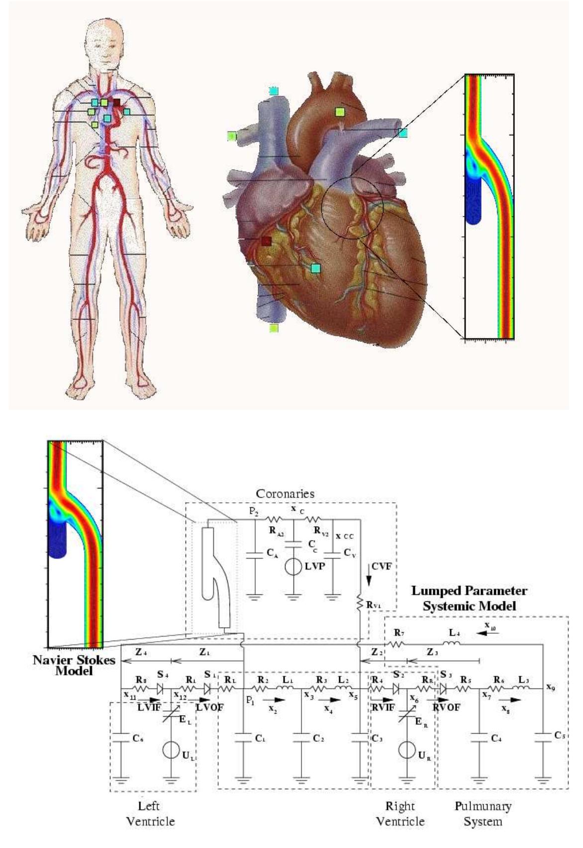 (PDF) Mathematical modelling of the cardiovascular system