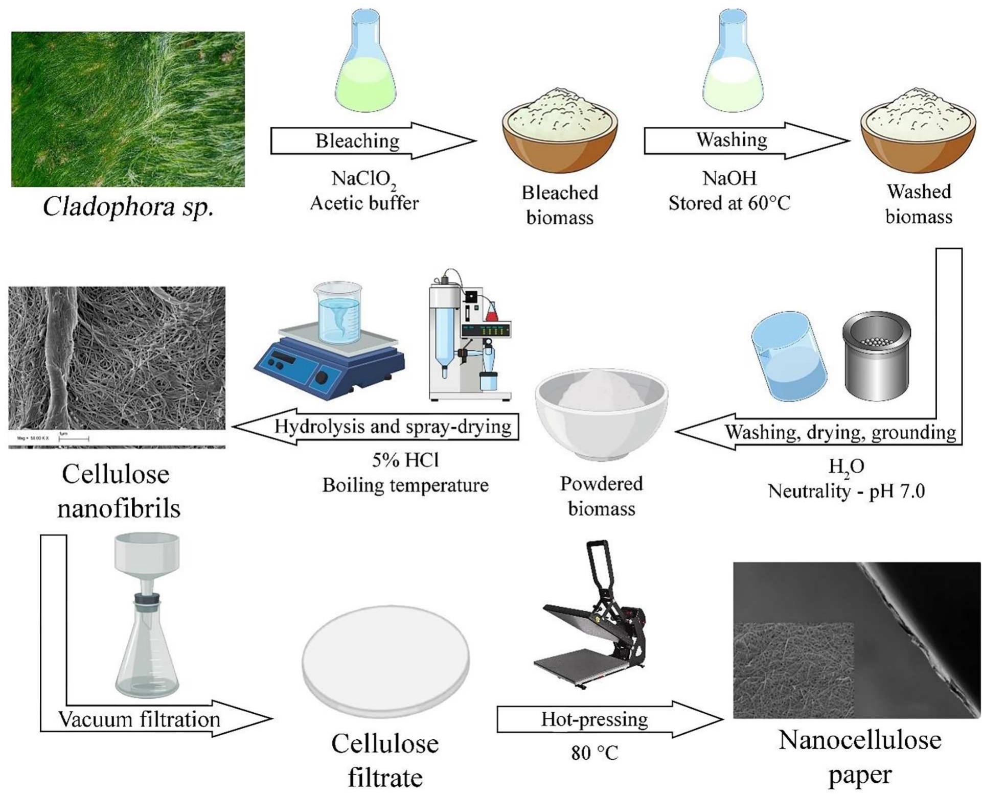 Figure 1 - from Green algae as a sustainable source for