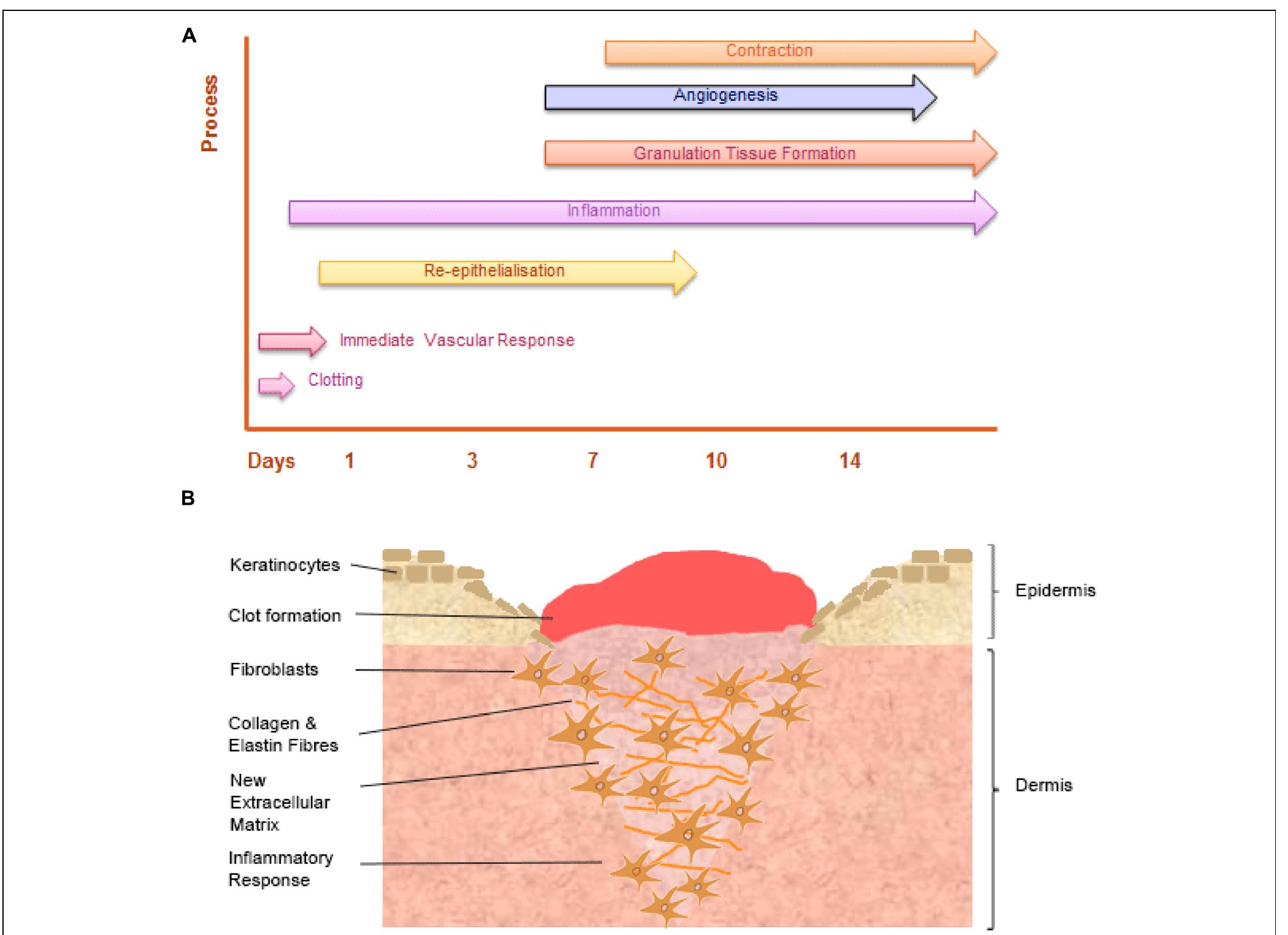 (PDF) The role of iron in the skin and cutaneous wound healing