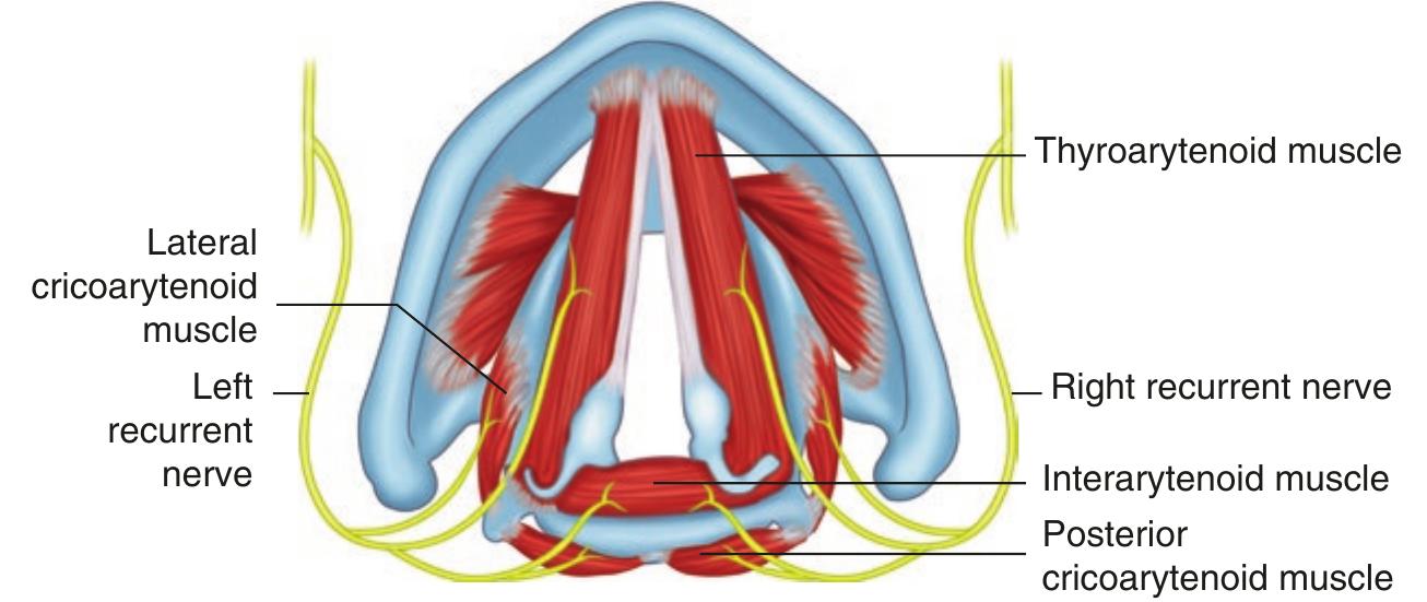(PDF) Neuroanatomy of Voice and Swallowing