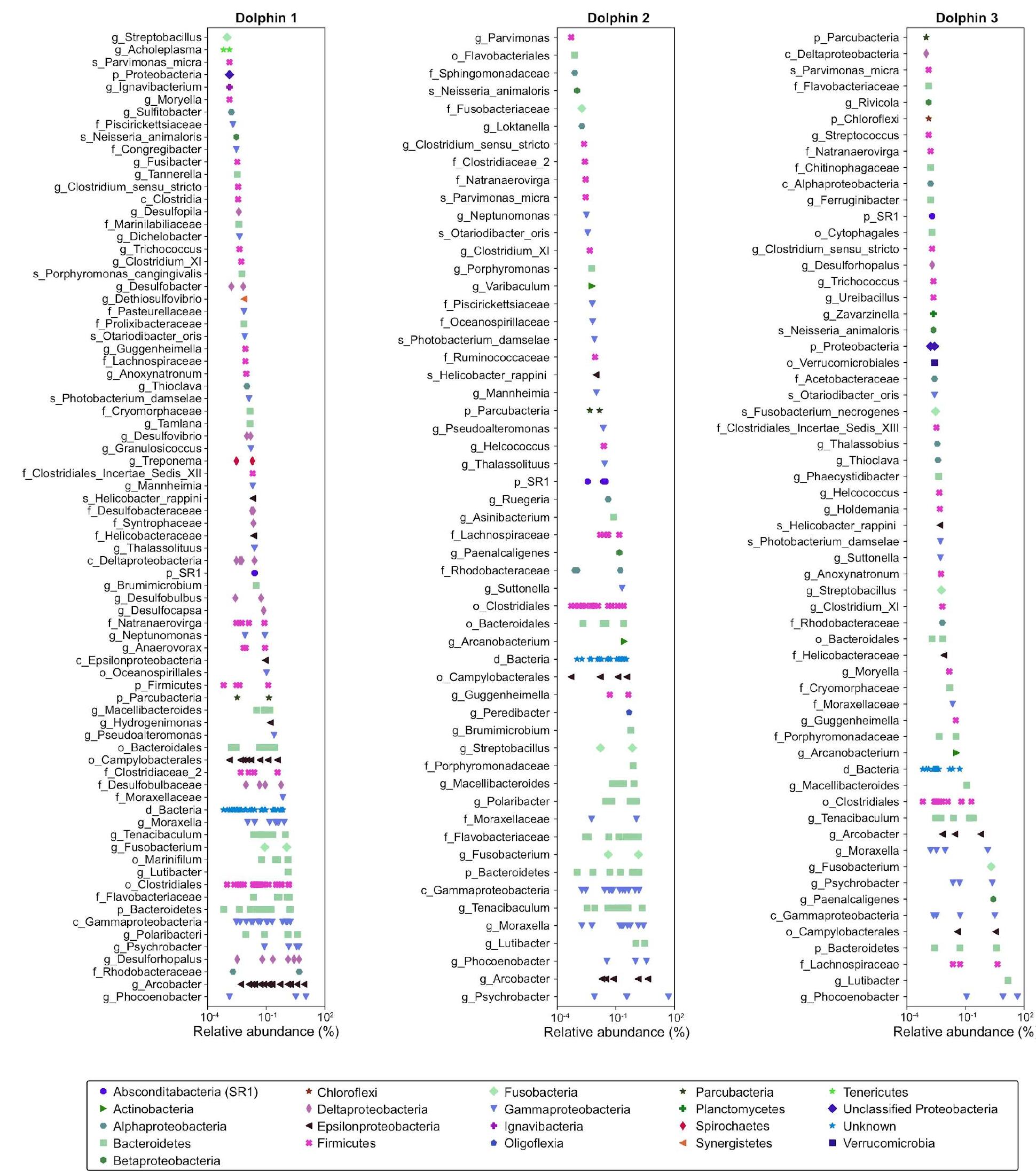(PDF) Previously uncharacterized rectangular bacteria in the dolphin mouth