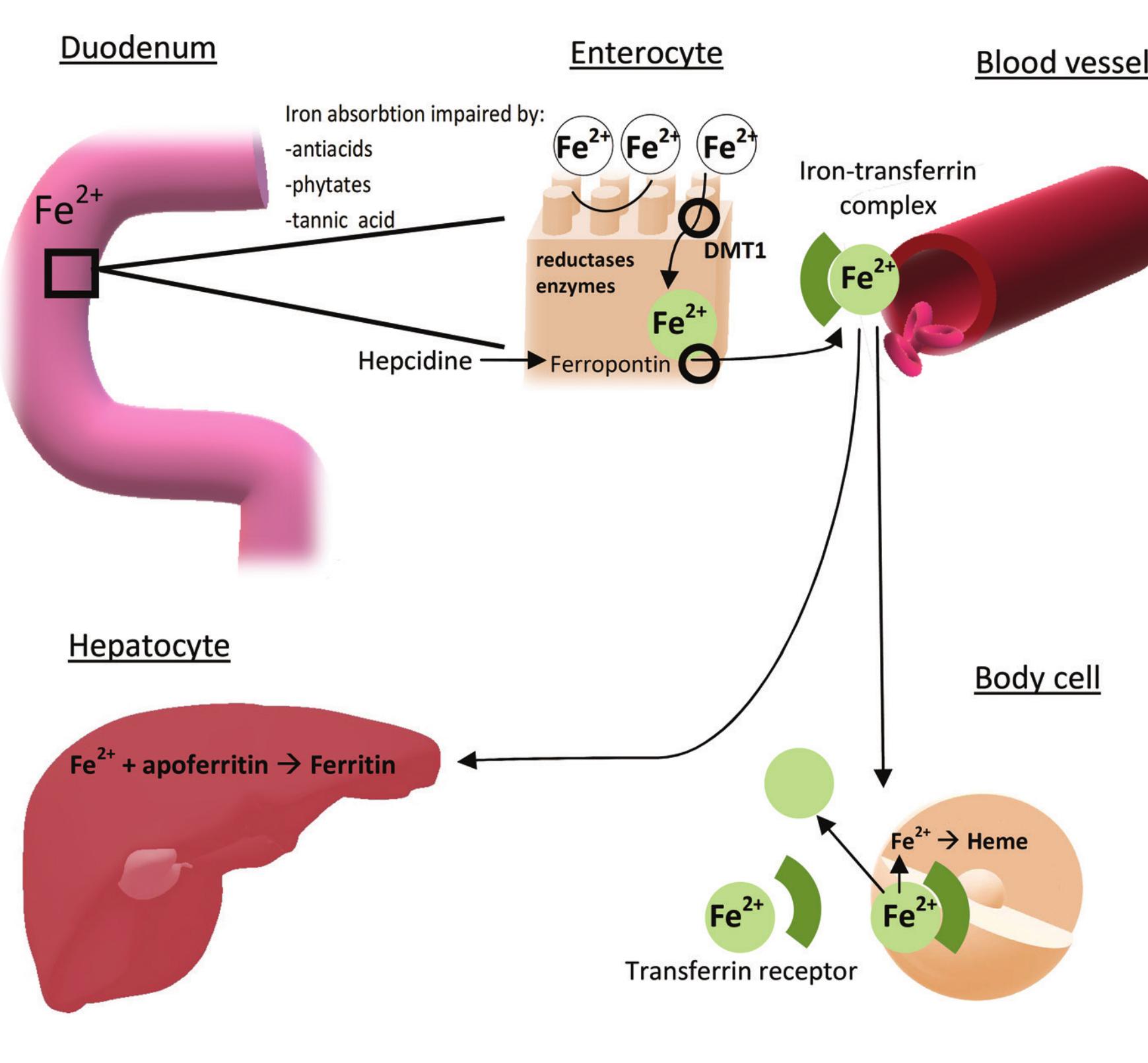Schematic representation of iron circuit in the human body.