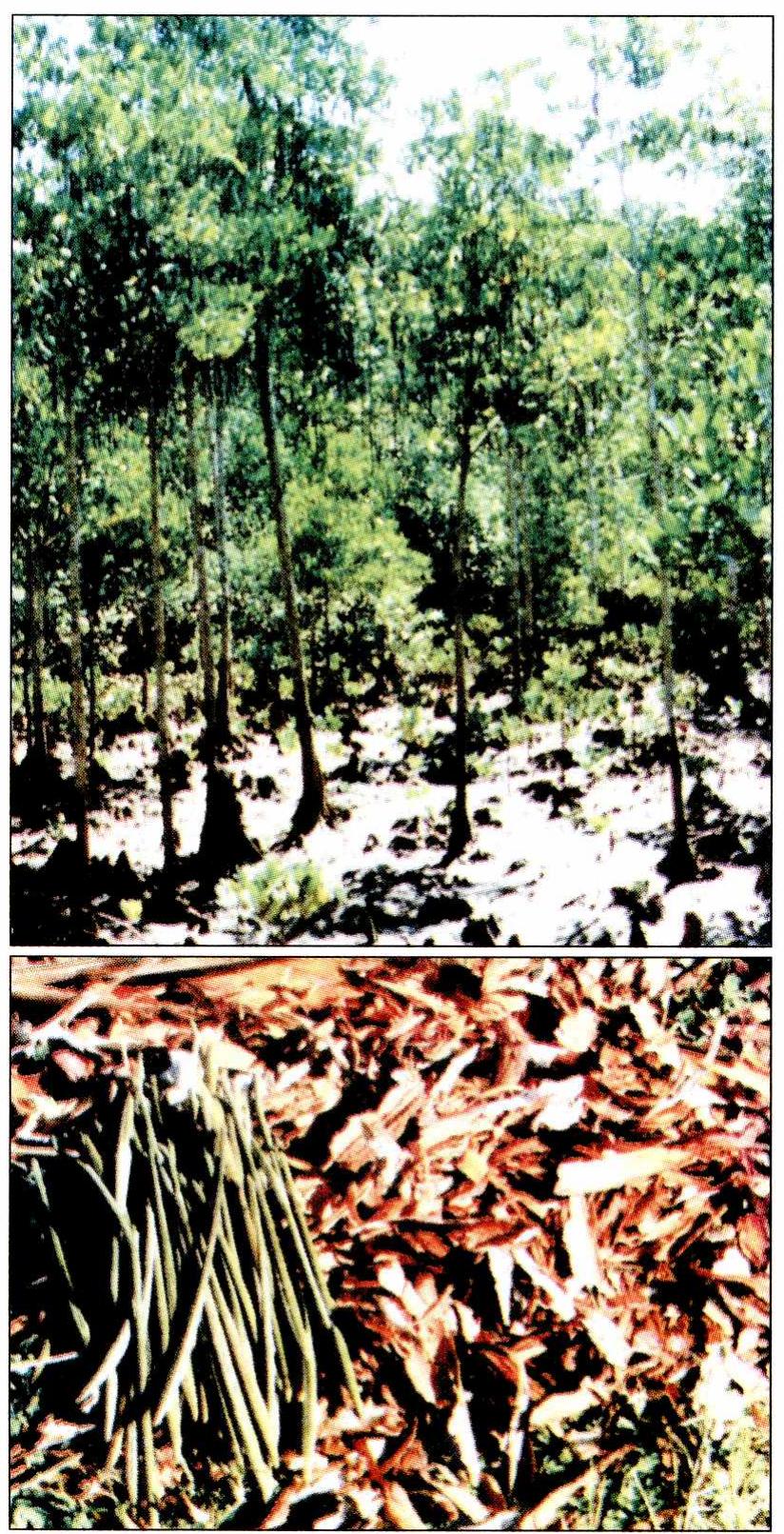 Panay Tree (PDF) The tungog (Ceriops tagal) industry and prospects for mangrove ...