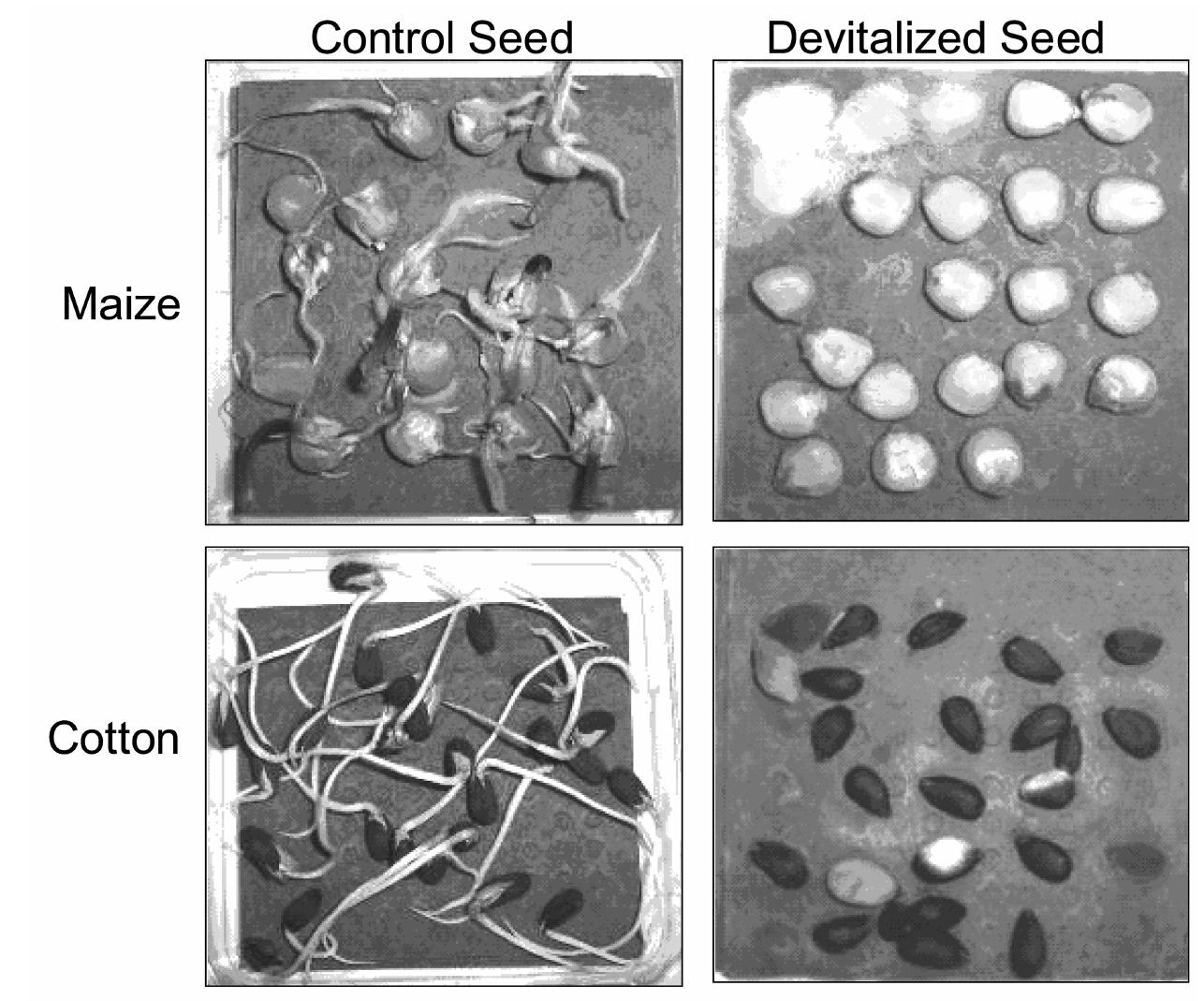 (PDF) Devitalization of transgenic seed that preserves DNA and protein ...