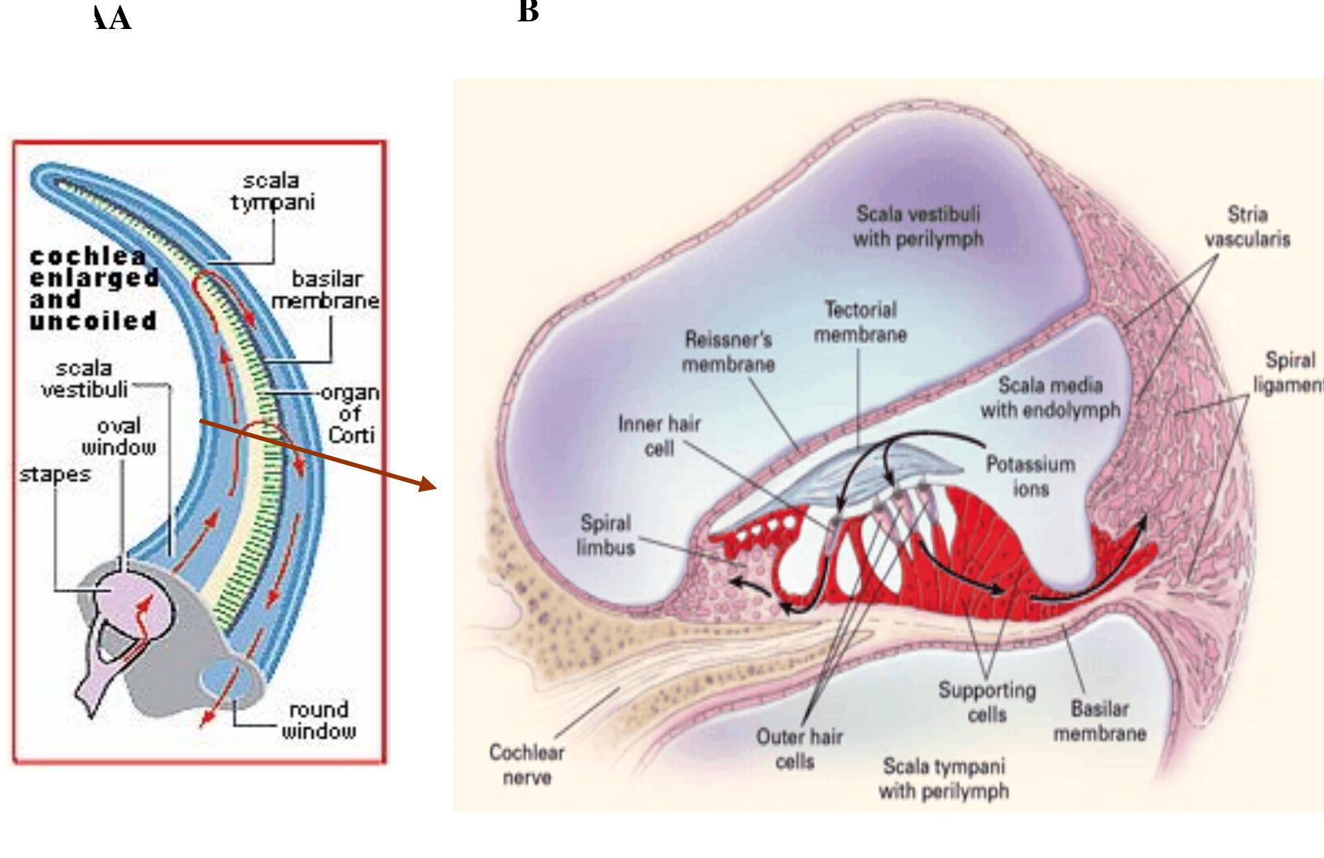 Signa Choclear A. the cochlea, shown “unrolled”.