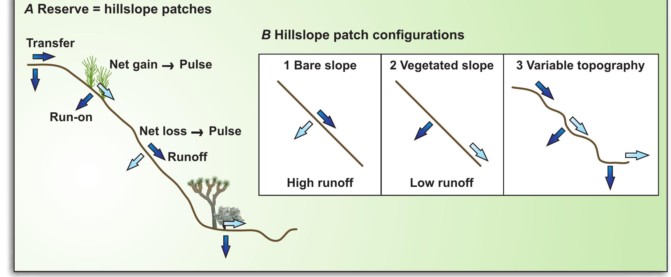 Vegetated Ridges A3. a, stylized depiction of a desert hillslope including