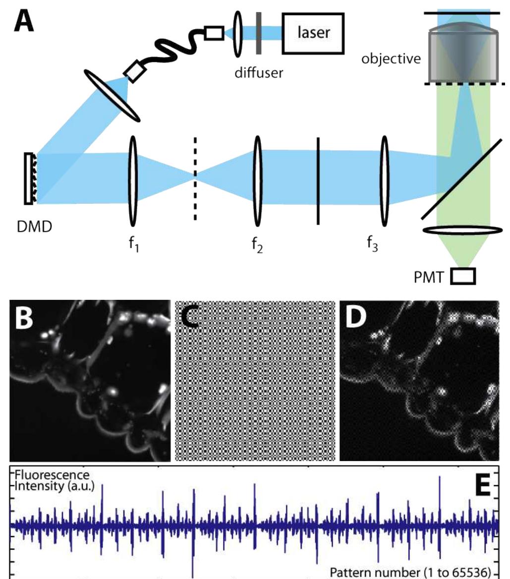 (PDF) Compressive fluorescence microscopy for biological and ...