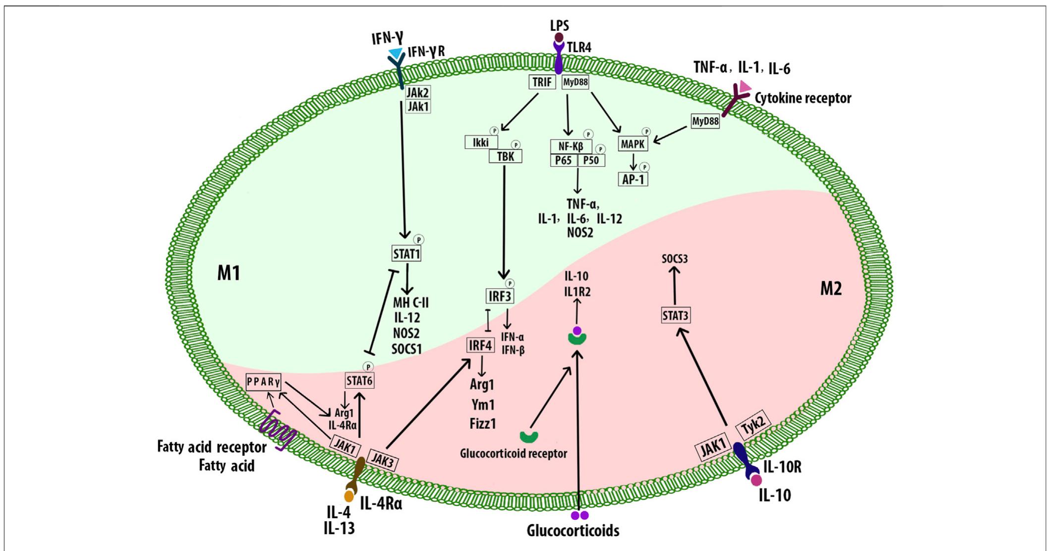Irf4 Signalling Pathway Figure 6 - from Roles of Macrophages in Atherogenesis