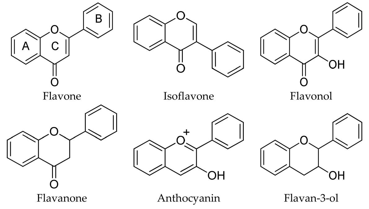 Basic structure and classification of the most important