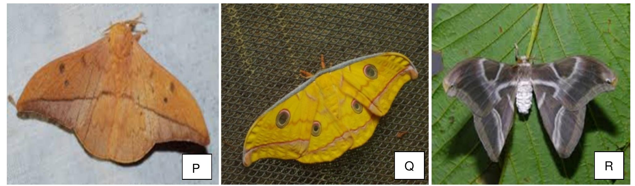 (PDF) Biodiversity of Sericigenous insects in Assam and their role in ...
