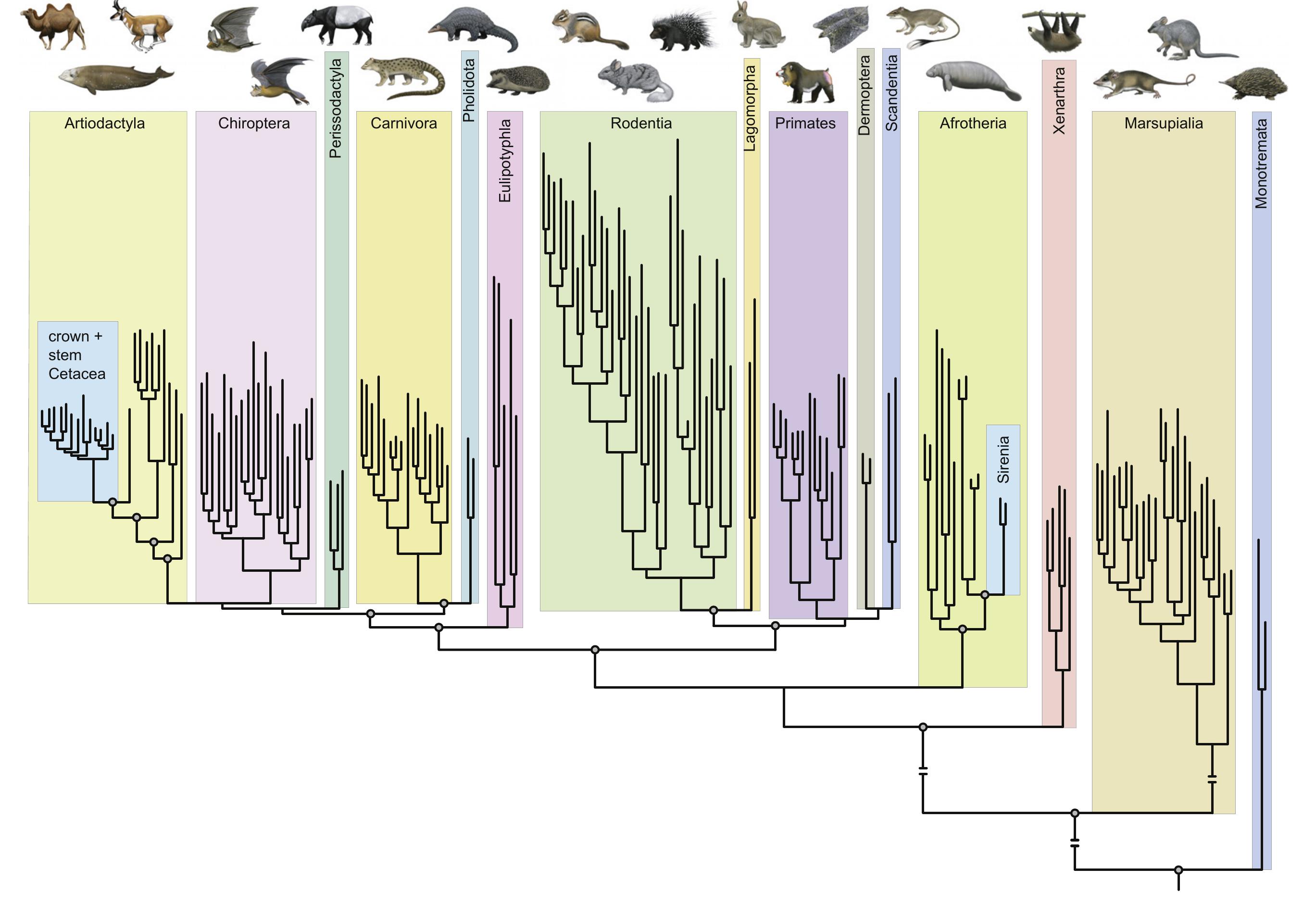 The phylogenetic position of cetacea relative to other