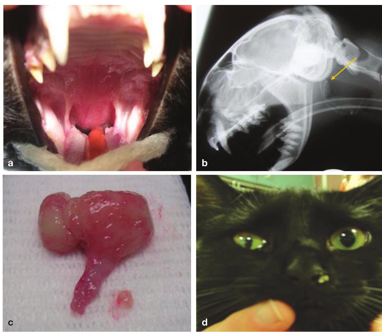 Nasopharyngeal stenosis. (a) lateral radiograph of a cat