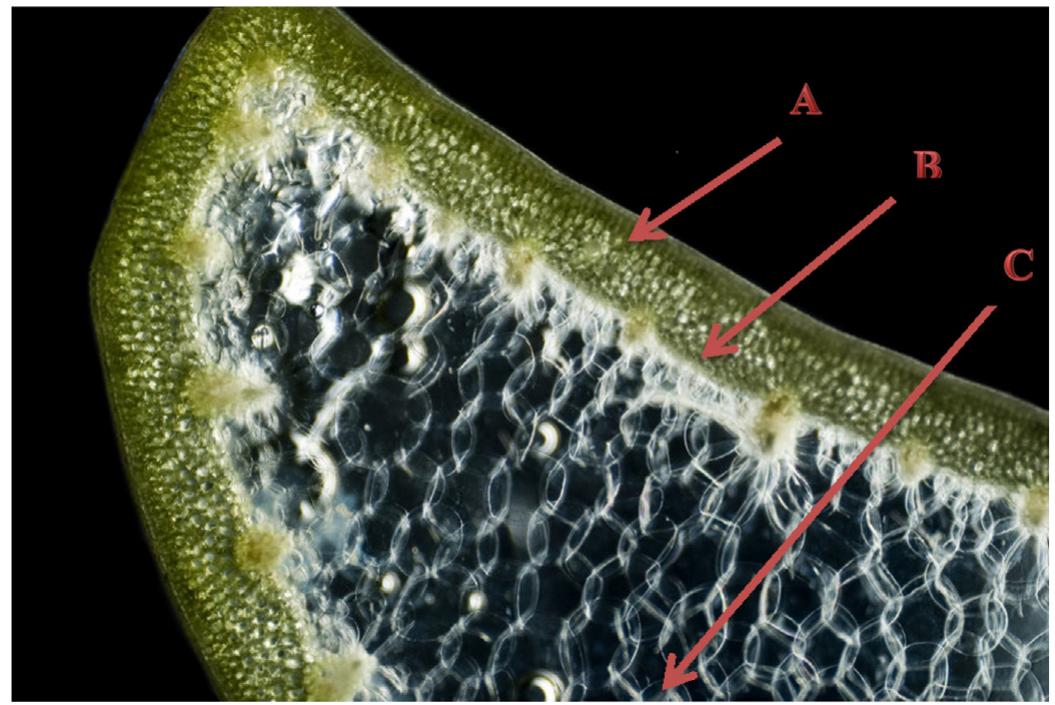 Figure 2 - from Therapeutic effects of Aloe spp. in