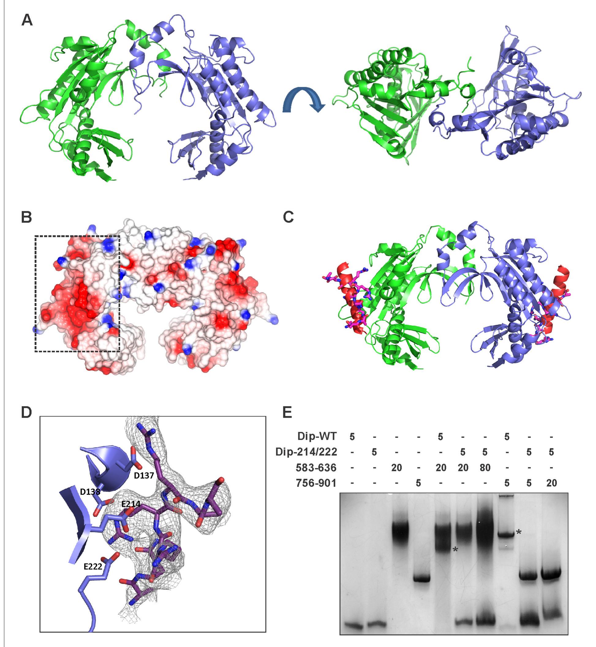 The crystal structure of dip. (a) two views of the dimeric