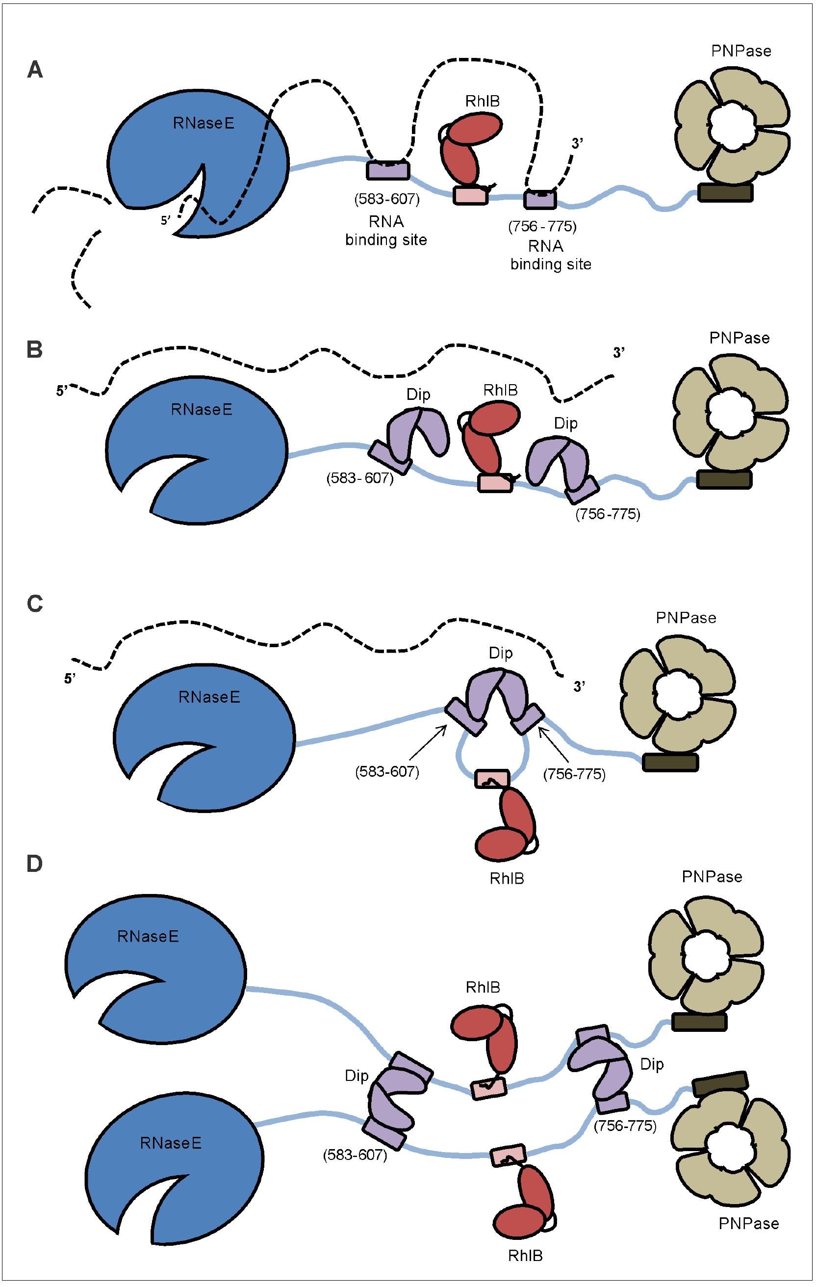 Model of the working mechanism of dip. (a) the wild type p.