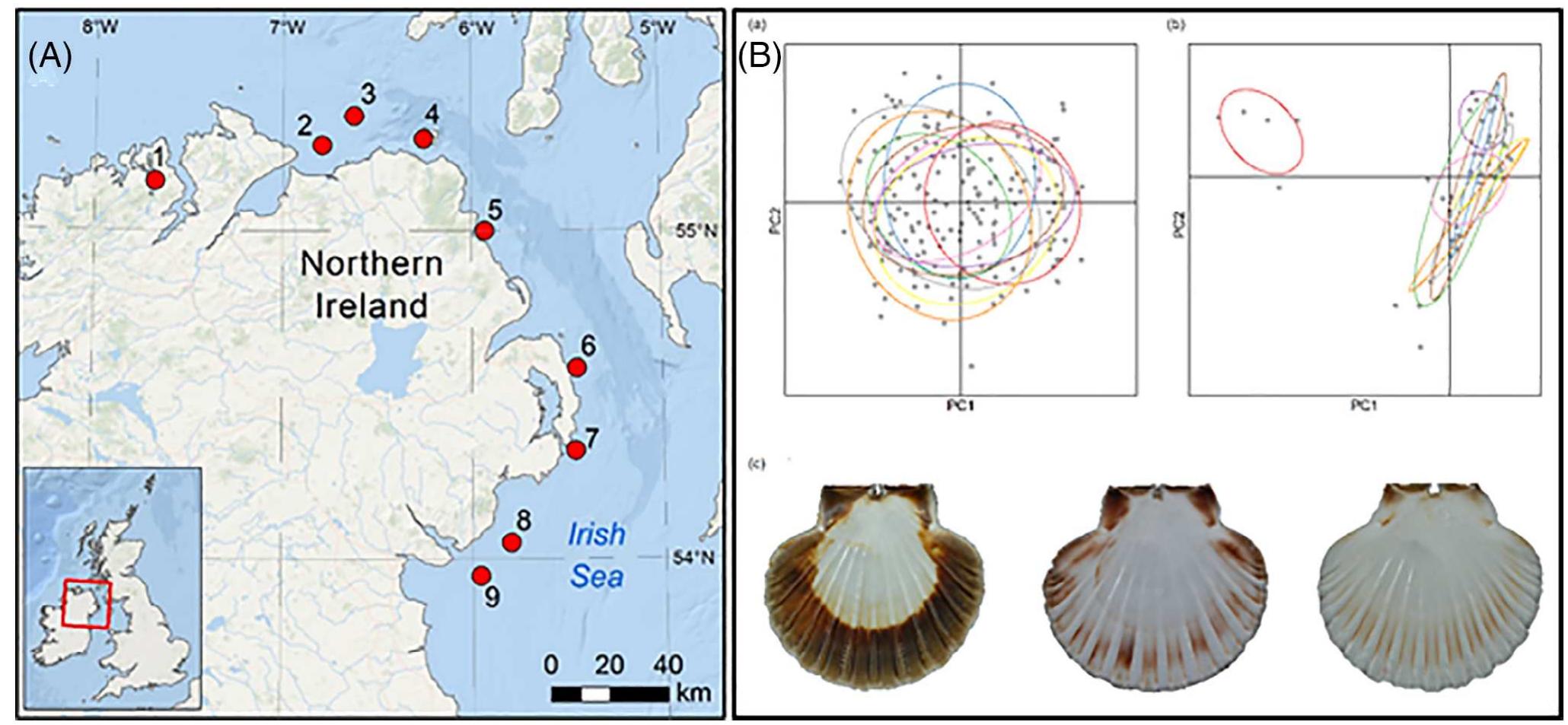 Shell Analysis Genome (PDF) Deciphering mollusc shell production: the roles of genetic ...