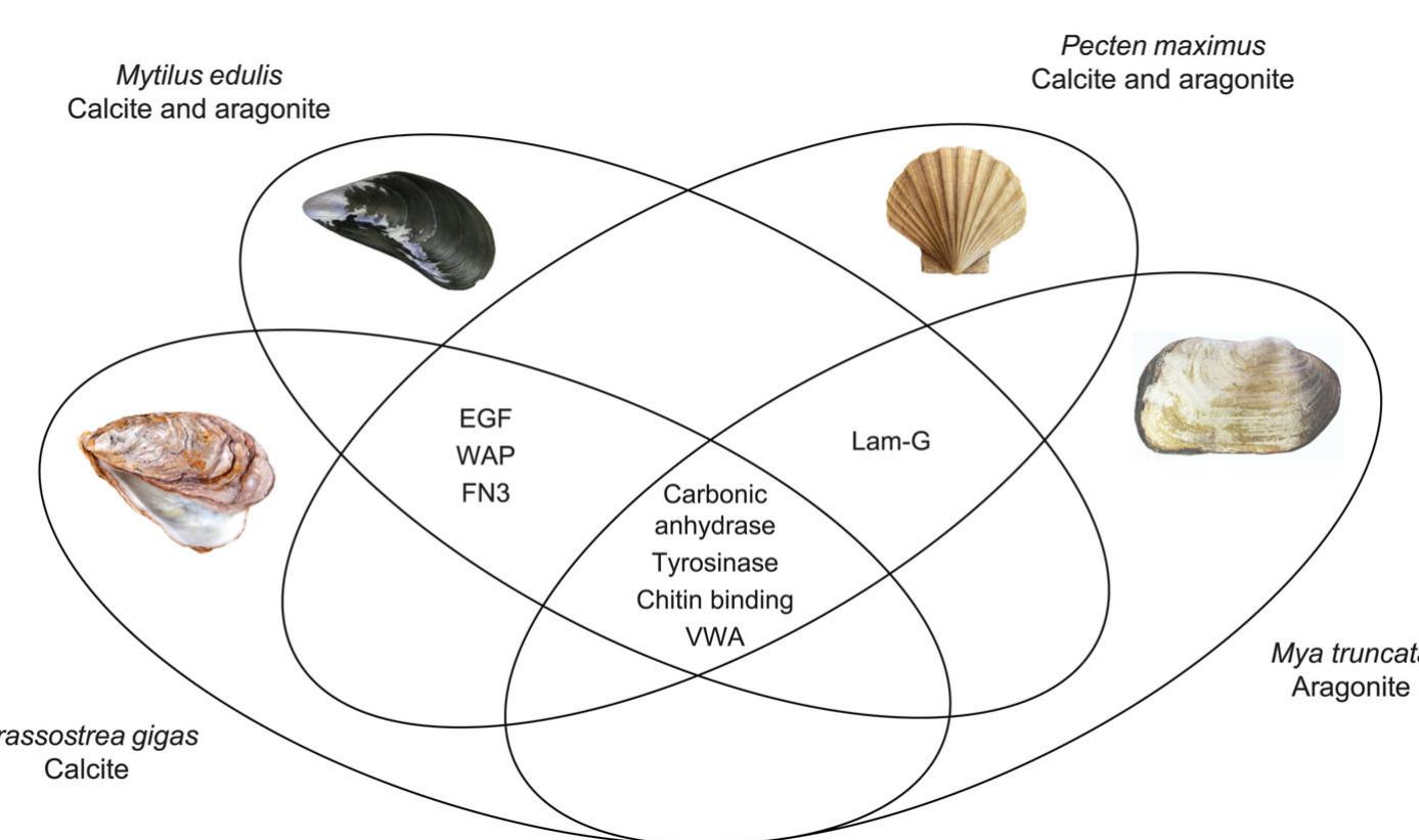 (PDF) Deciphering mollusc shell production: the roles of genetic ...