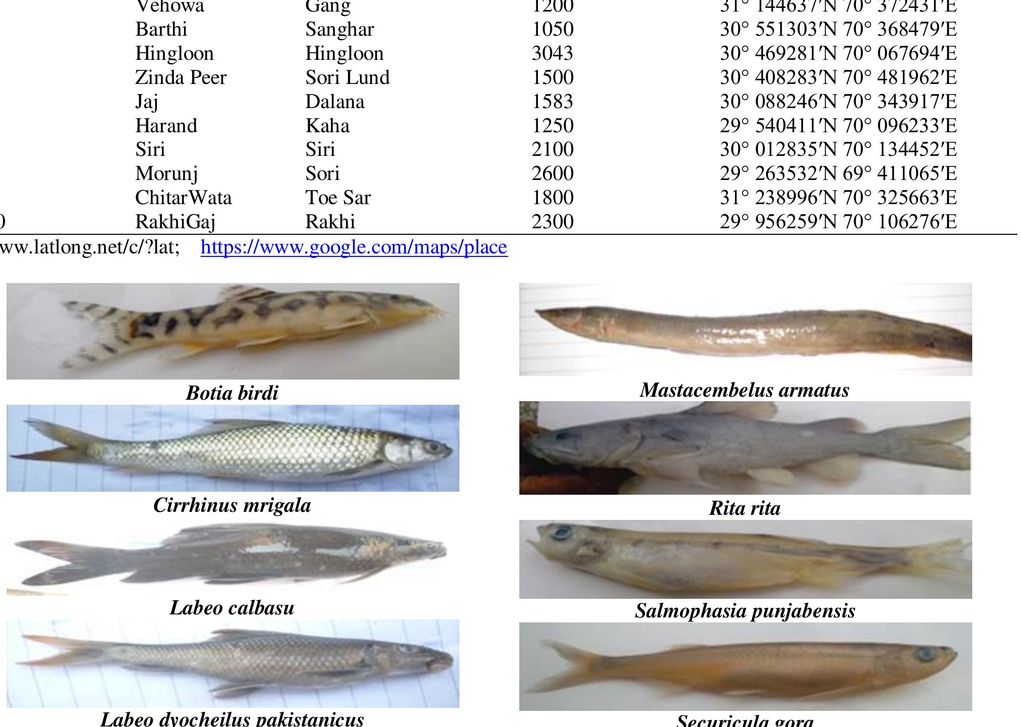 (PDF) Diversity and Status of Ichthyofauna of Hill Torrents of Suleman ...