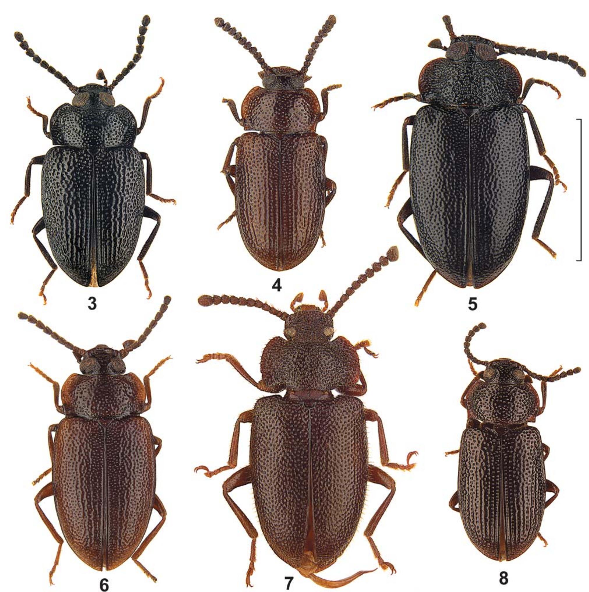 (PDF) Revision of the genera Anaedus, Dichastops, Luprops and ...