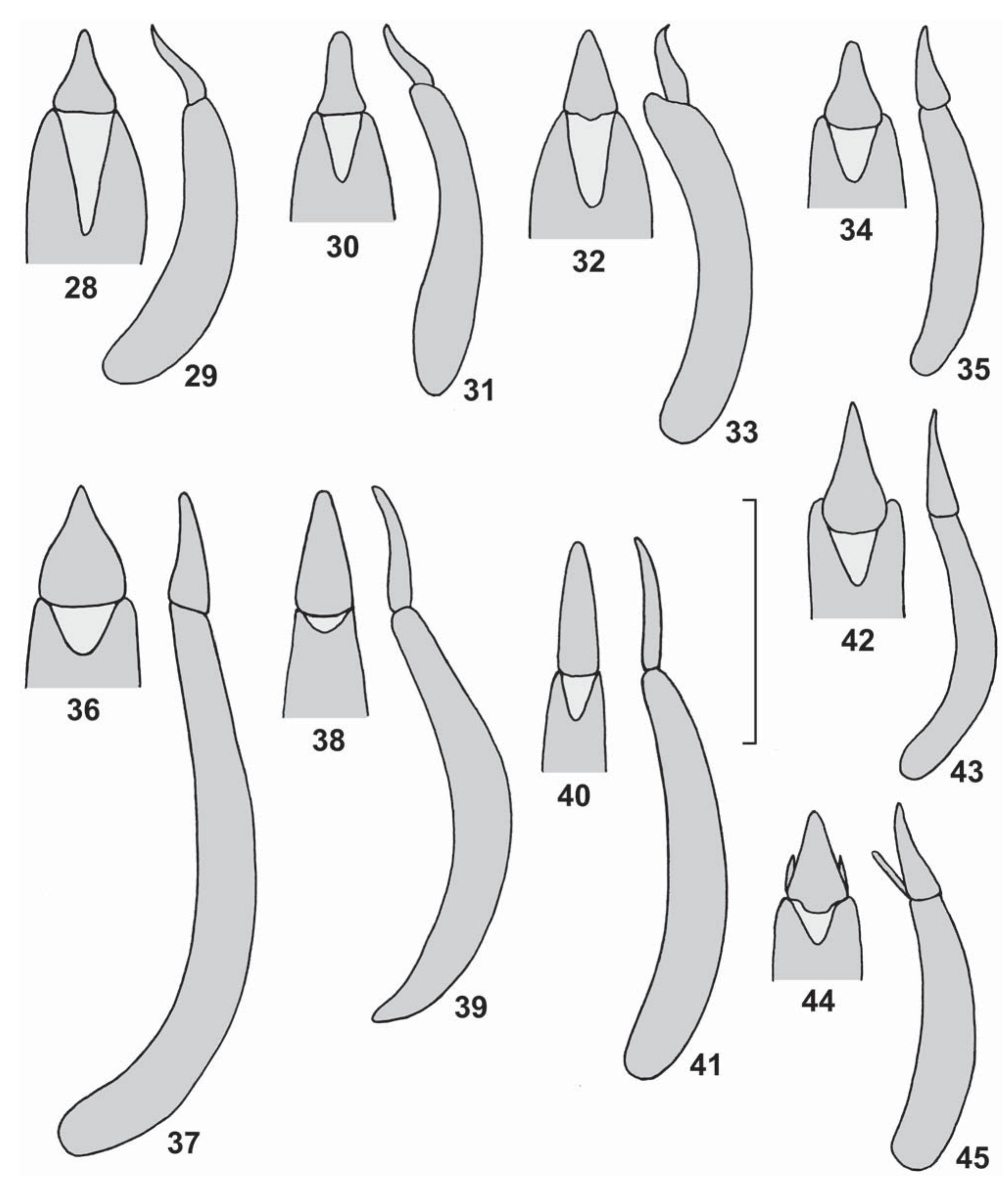 (PDF) Revision of the genera Anaedus, Dichastops, Luprops and ...