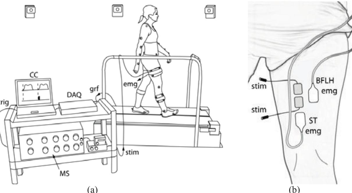 (PDF) Measurement and simulation of joint motion induced via ...