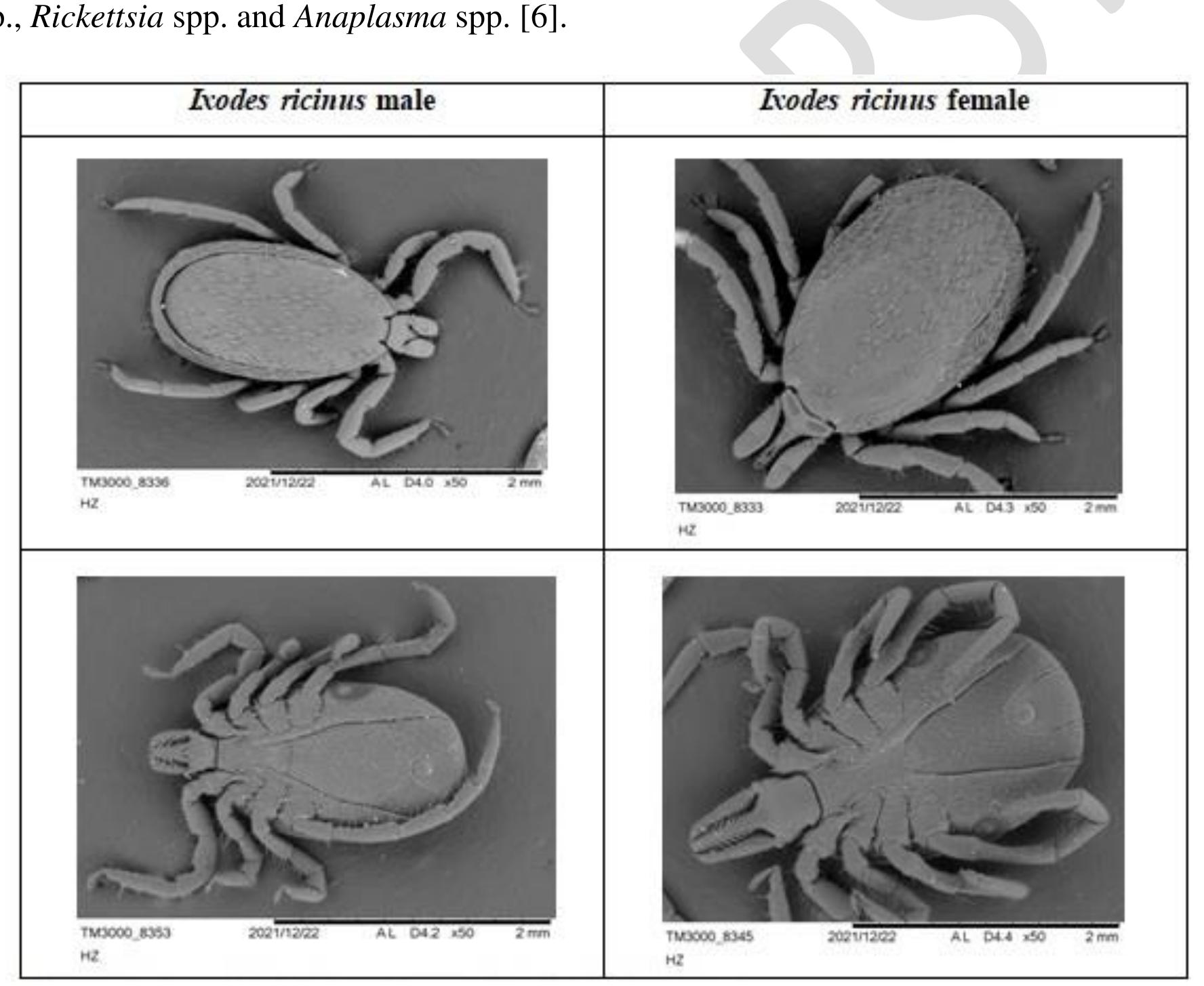 (PDF) Importance of ticks in the transmission of selected bacterial ...