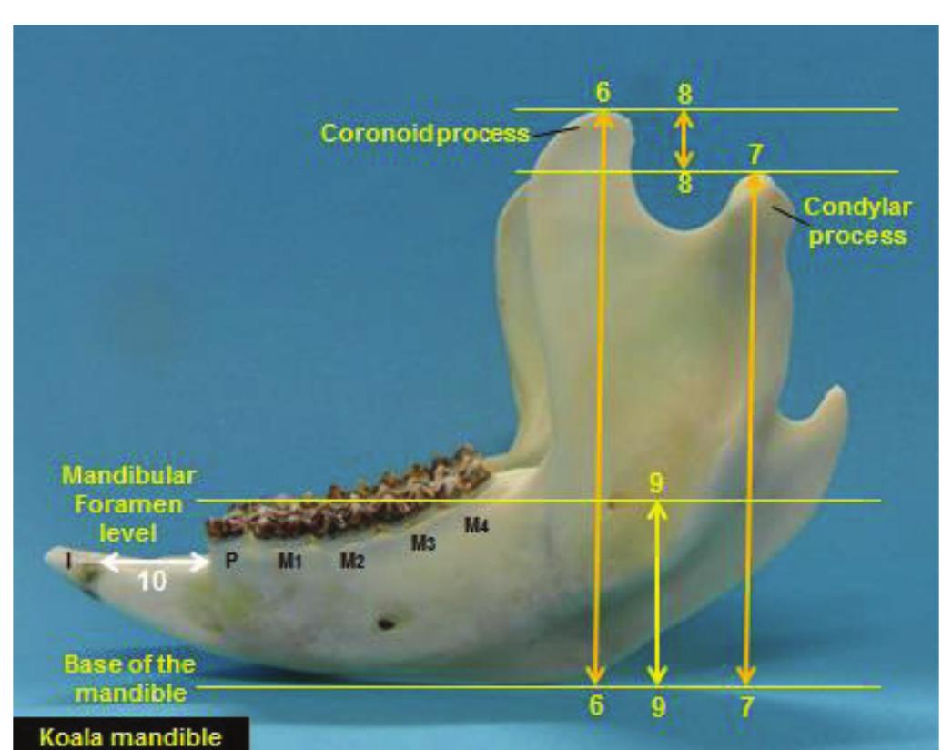 Condyolid Process (PDF) Clinical Anatomy of the Mandible of Three Marsupial Species ...