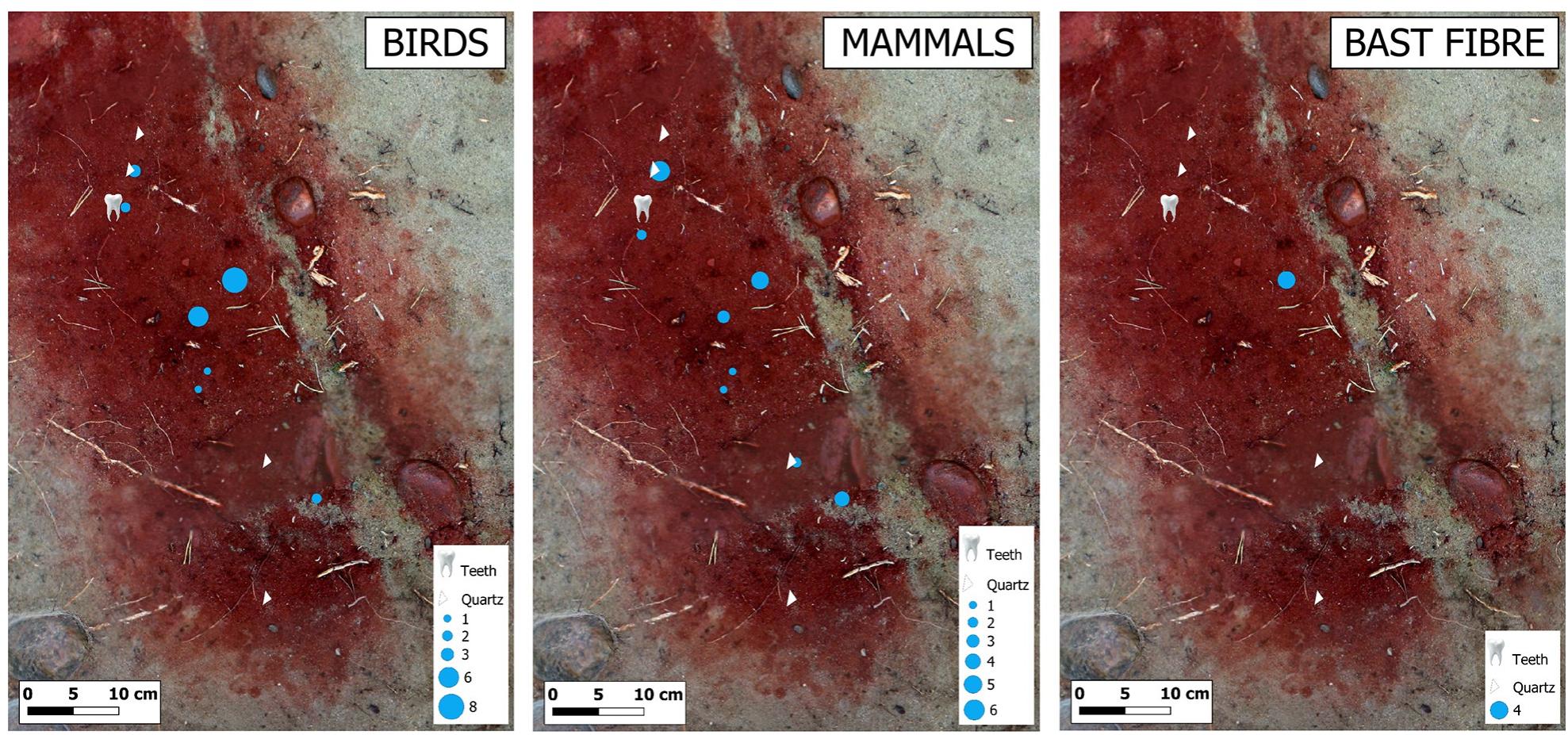 (PDF) Preservation of microscopic fur, feather, and bast fibers in the ...