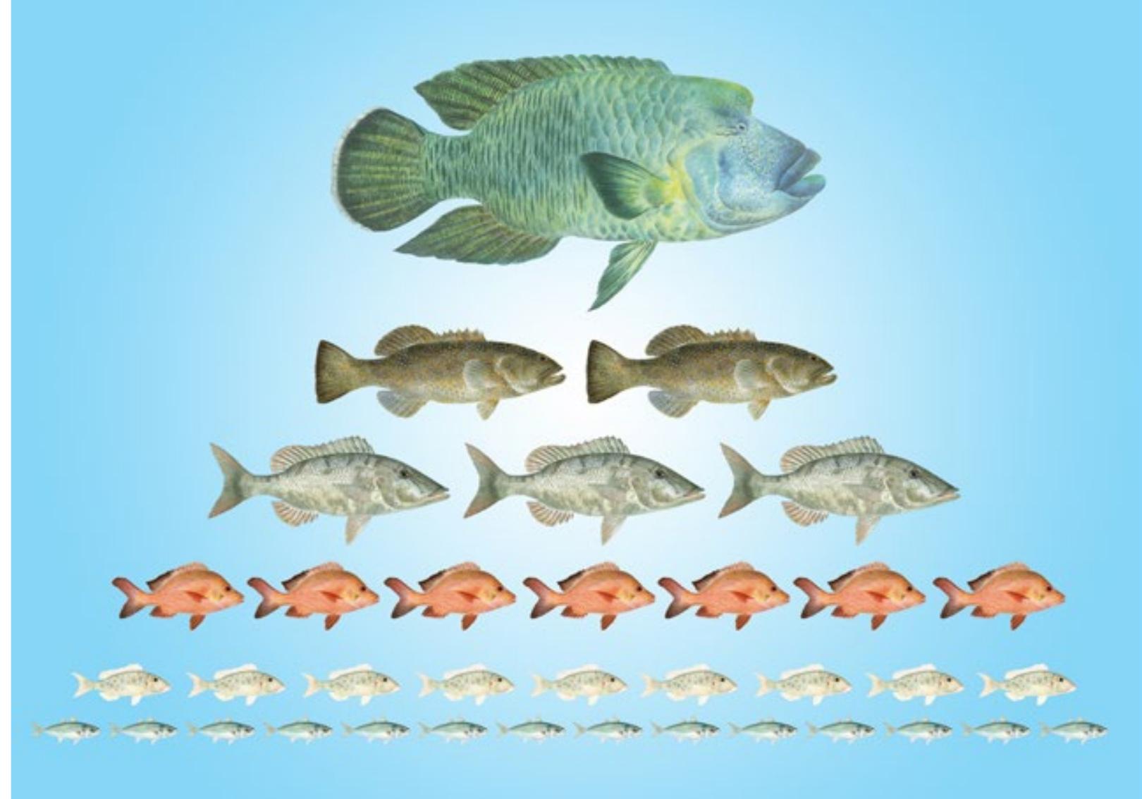 Fishing down the food web. (illustrations: les hata, © spc