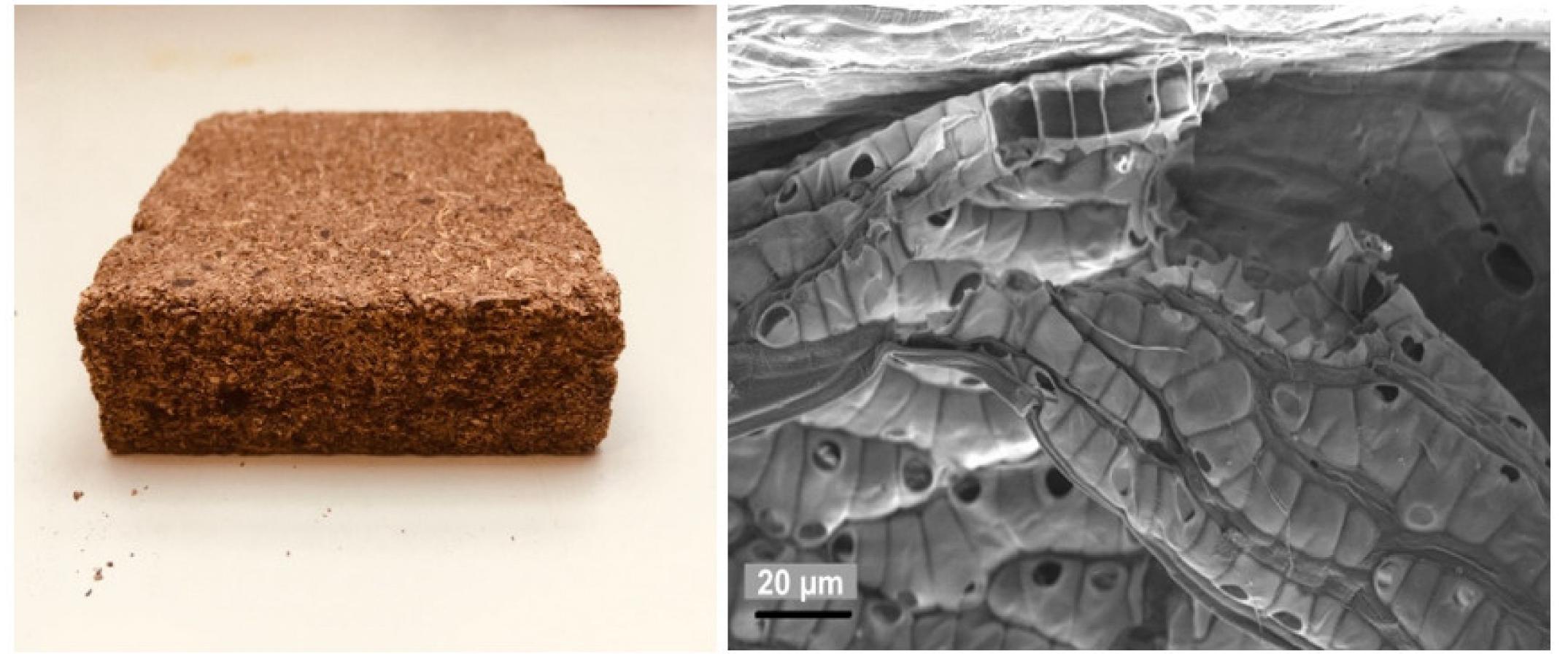 Moss Particles (PDF) Physical-Mechanical Properties of Peat Moss (Sphagnum) Insulation ...