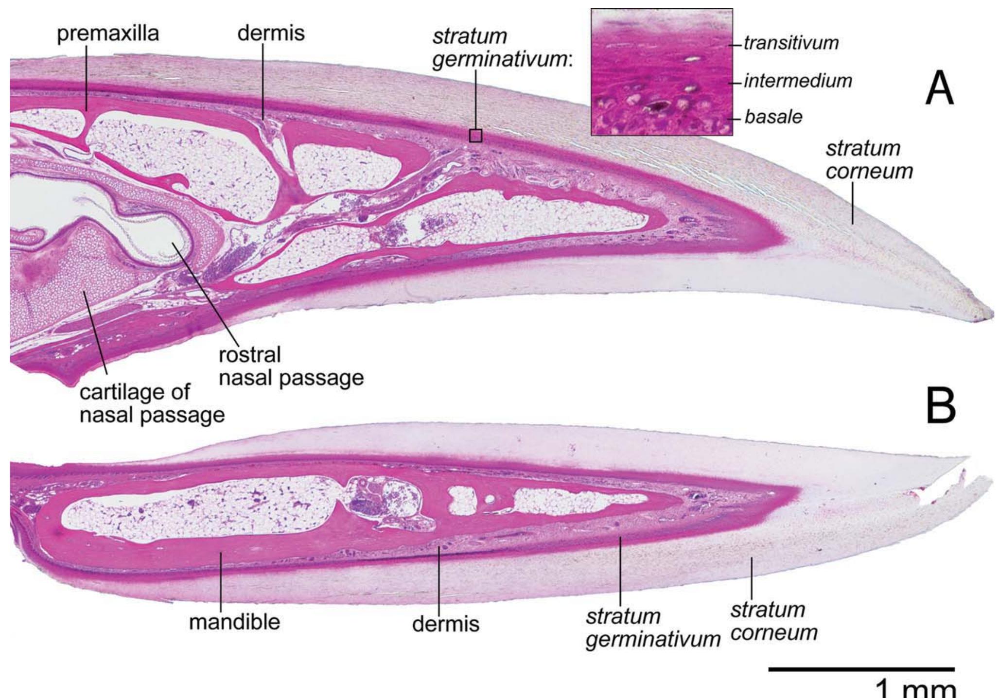 (PDF) Microanatomy of passerine hard-cornified tissues: Beak and claw ...